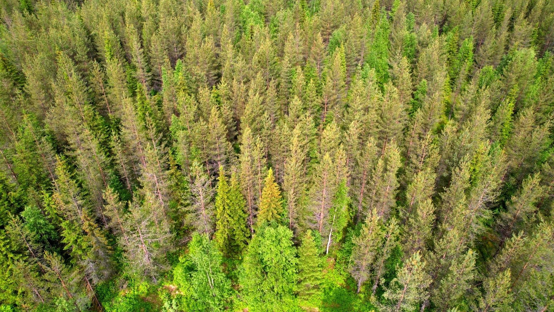 Gård/skog på DOROTEA HÖGLAND 1:28 Dorotea kommun - bild 10