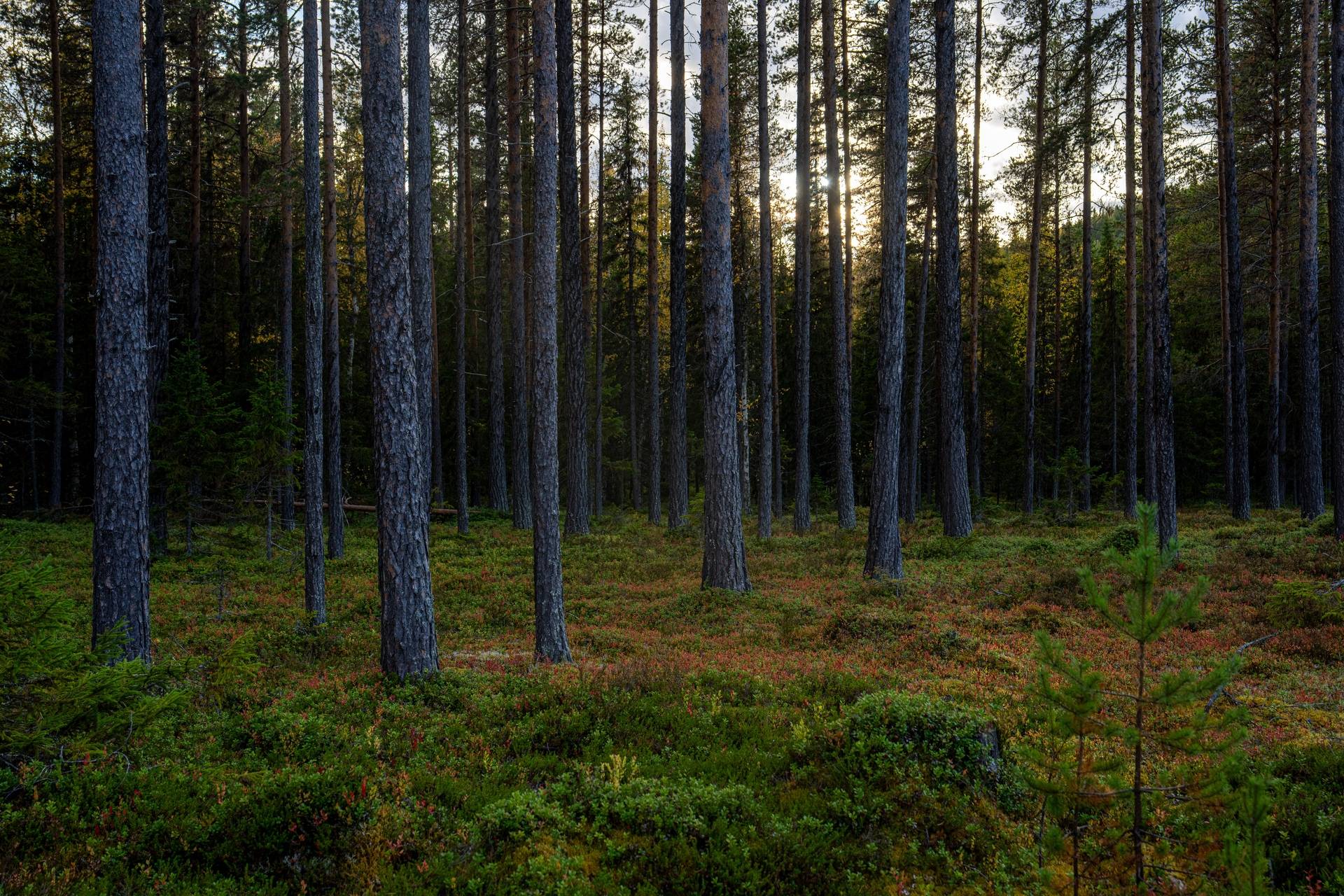 Gård/skog på Öravattnet Ragunda kommun - bild 9