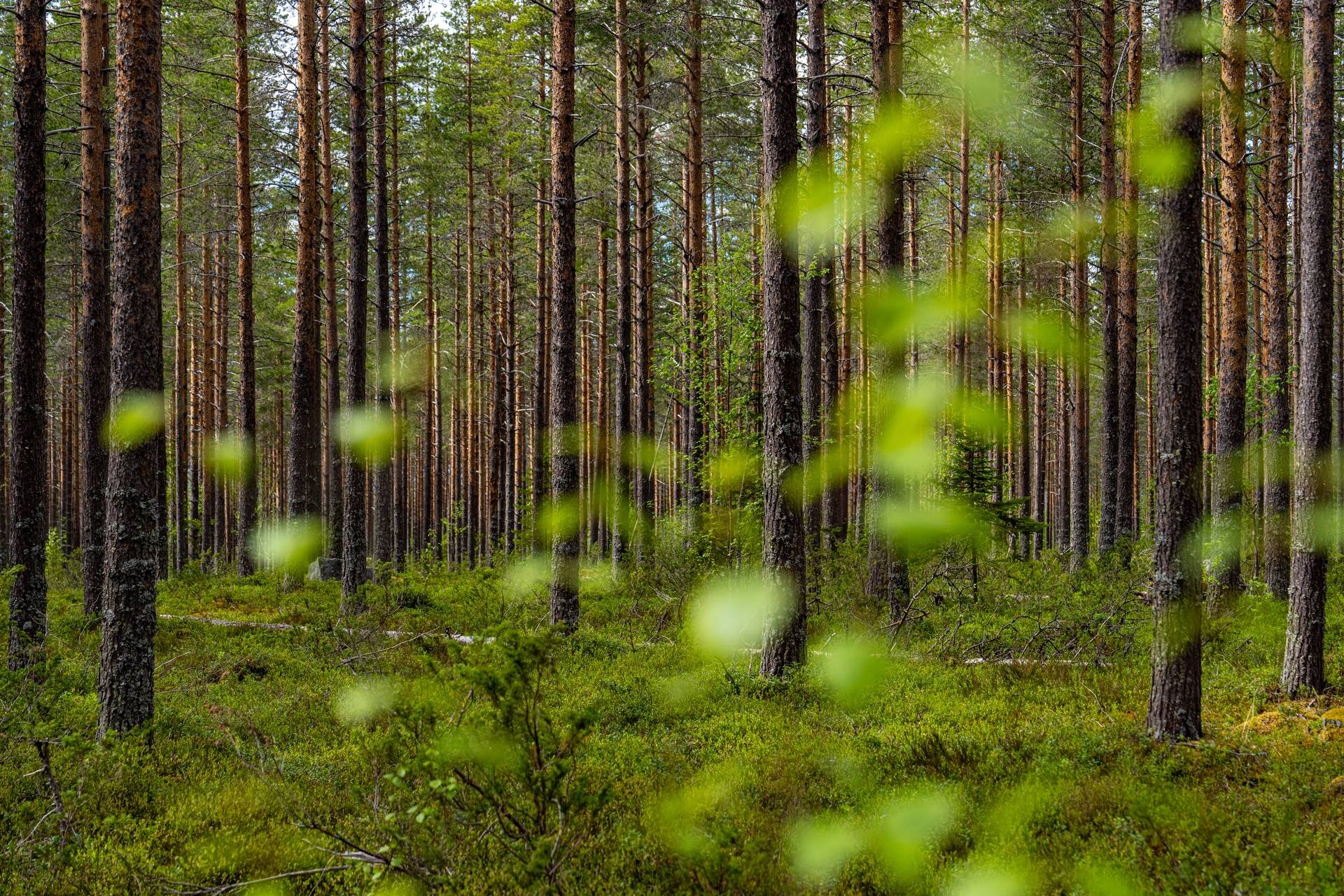 Gård/skog på Sävliden 4 Vindeln Vindelns kommun - bild 4