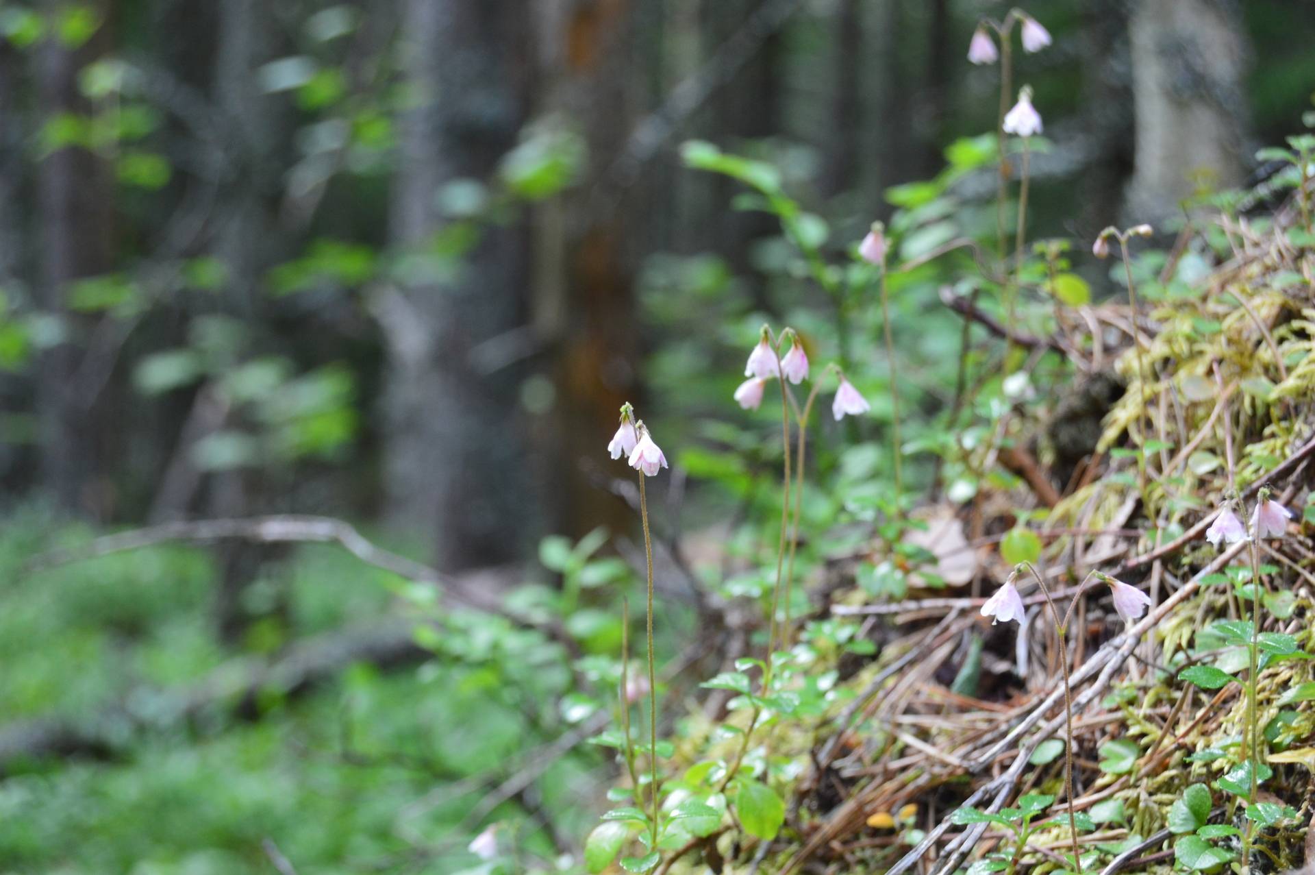 Gård med skogsbruk på Nilslarsberg Falu kommun - bild 18