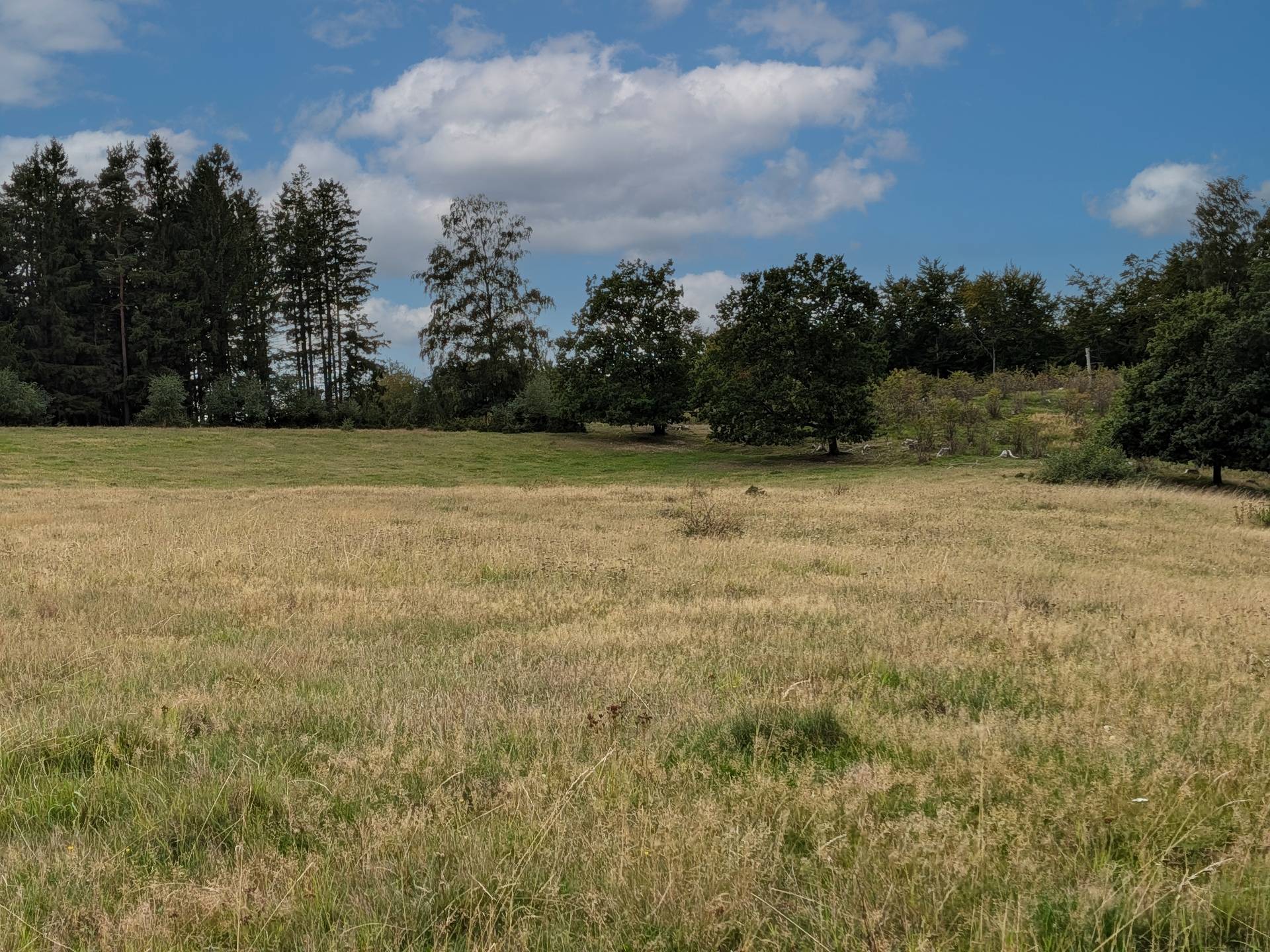 Gård med skogsbruk på Pantaregården 1:1 Sjöbo kommun - bild 2