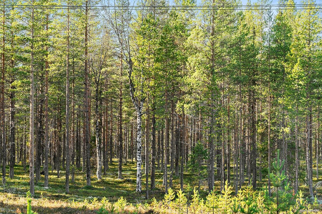 Gård med skogsbruk Älvdalens kommun - bild 10