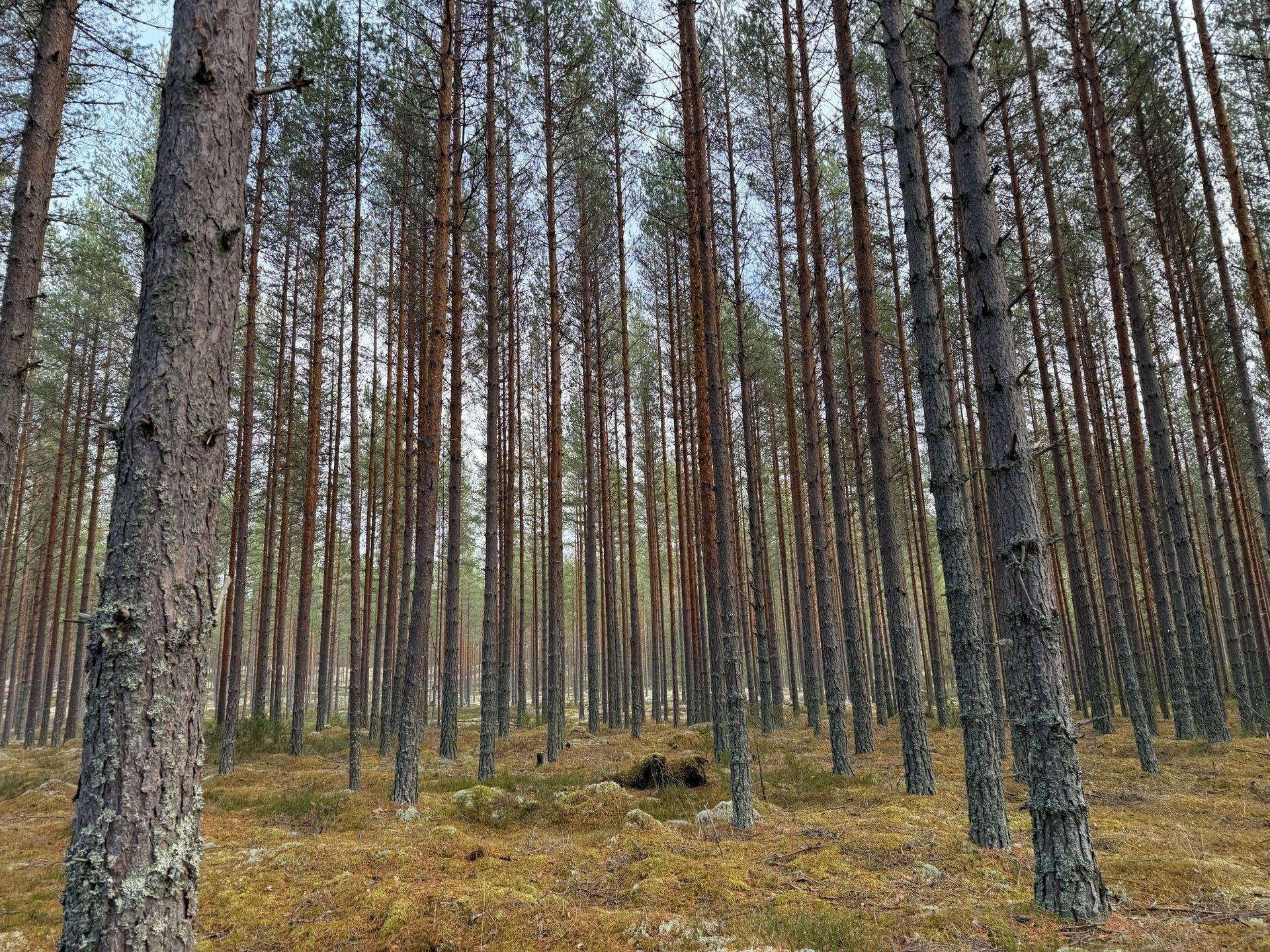Mora - Selja, Mora kommun