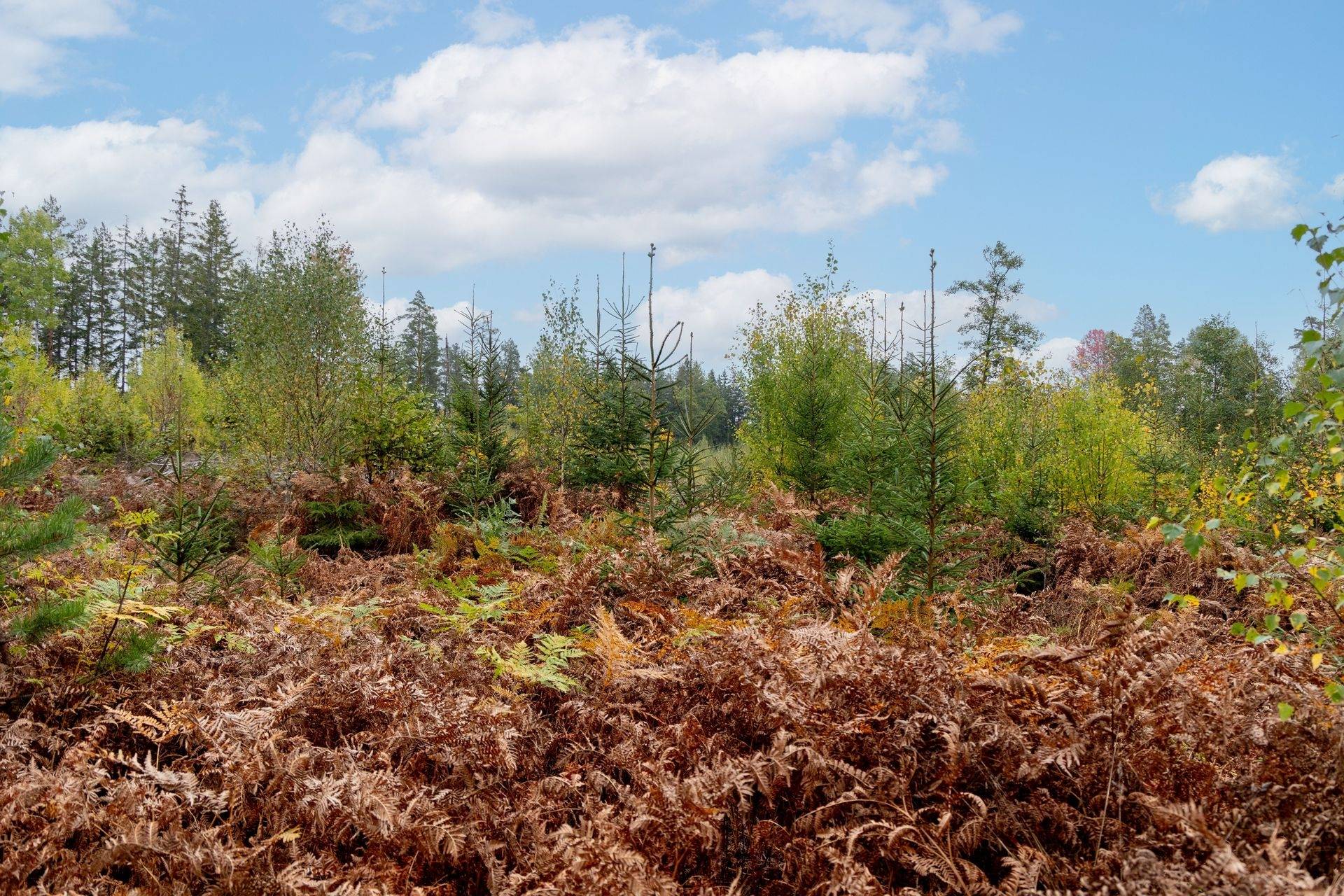 Gård/skog på Dalsebo Vena Hultsfreds kommun - bild 7