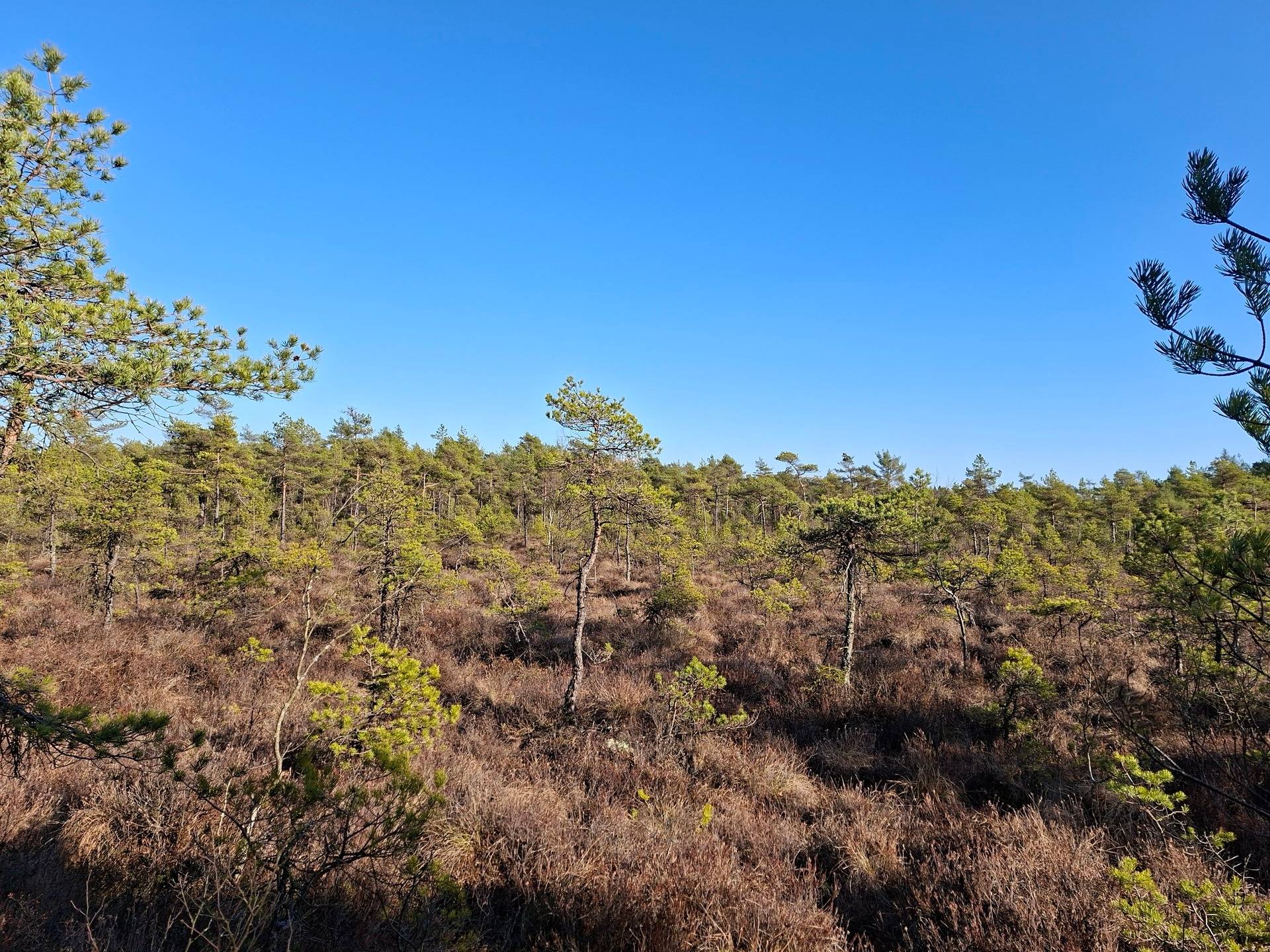 Gård/skog på Gashult Norrgård 3 Ljungby kommun - bild 36