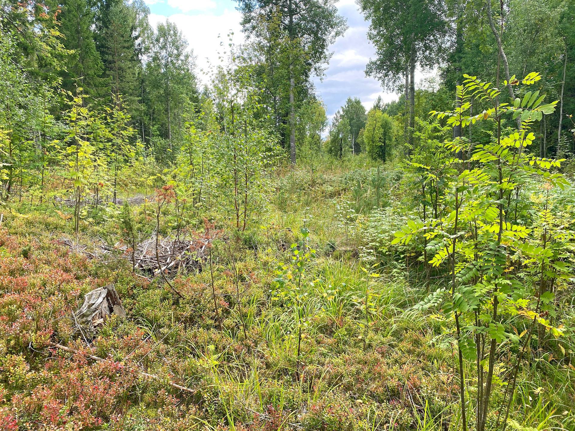 Gård med skogsbruk på Skog och jakt nära Söderhamn Hällmyra Söderhamns kommun - bild 13