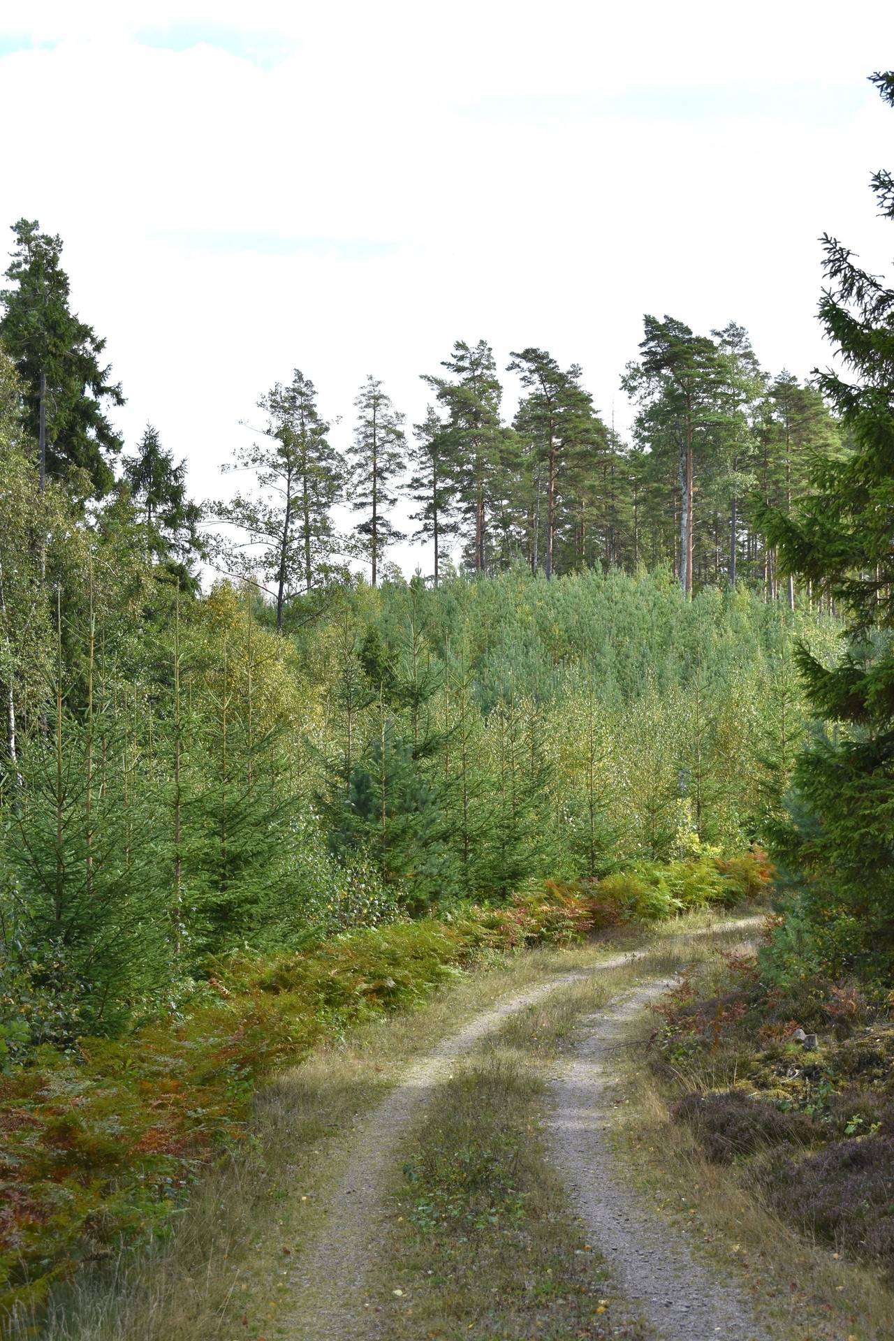 Gård med skogsbruk på Gårdsryd 1:2, 3:2 Gårdsryd Nybro kommun - bild 19