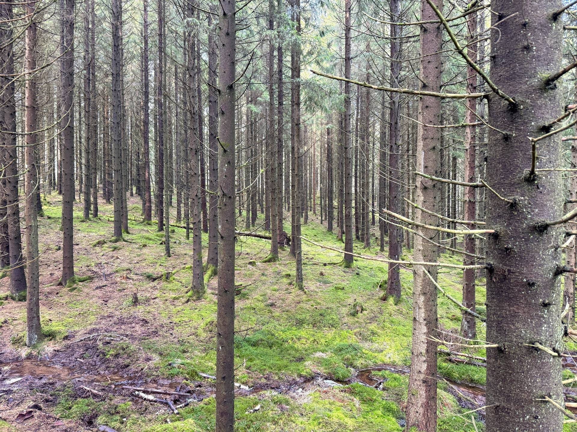 Gård med skogsbruk på Stillestorp 1:1 Lerum Lerums kommun - bild 37