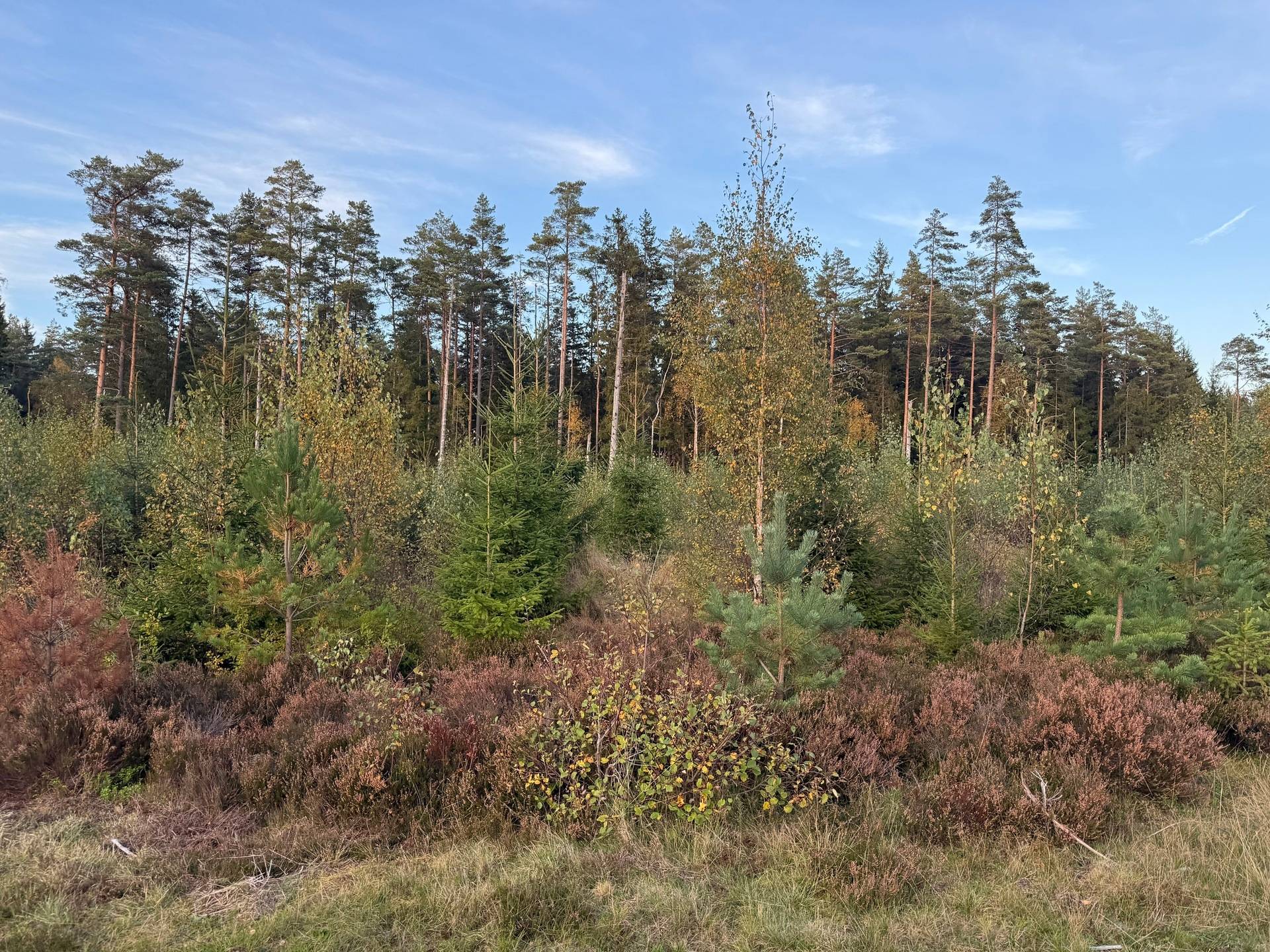 Gård med skogsbruk på Tranemo Ljungsarp 5:11 Ljungsarp Tranemo kommun - bild 15