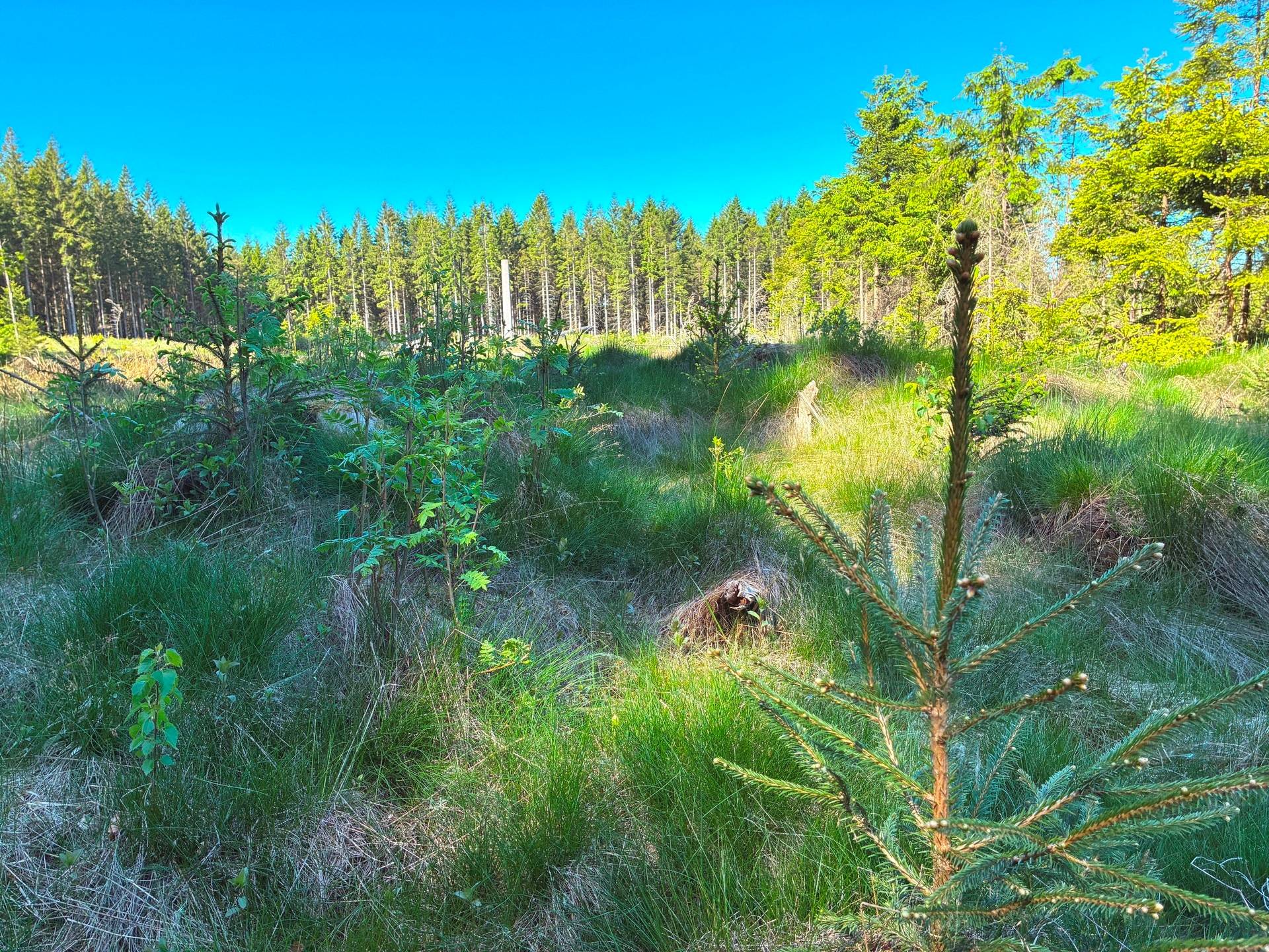 Gård/skog på Galthult 1:21 "A" Röke Hässleholms kommun - bild 3