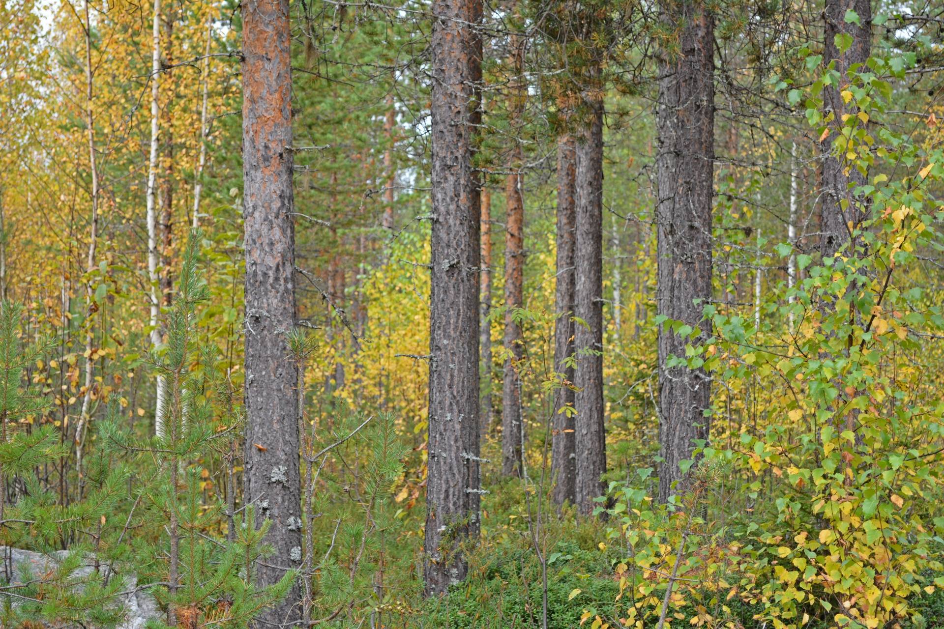 Gård/skog på Hirvijärvi Övertorneå kommun - bild 1