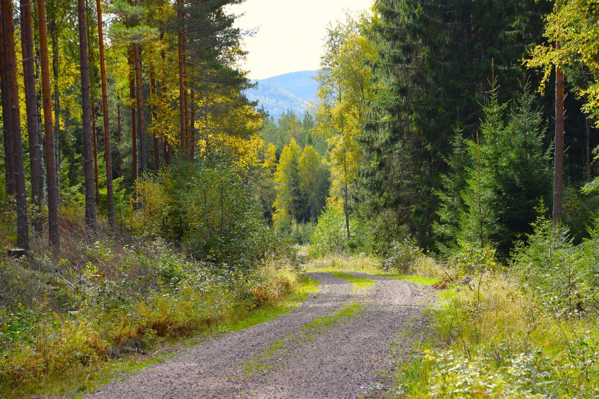 Gård med skogsbruk på Gravol Gravol Torsby kommun - bild 2