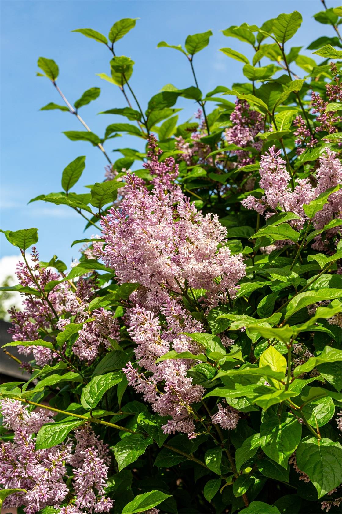 4 rum Villa på Blomstervägen 32 Kungsörs kommun - bild 18