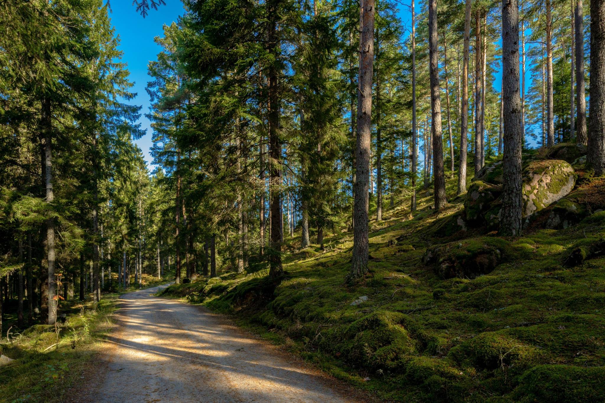 Gård/skog på Åshuvud Björsbo 1 Gnosjö Gnosjö kommun - bild 34