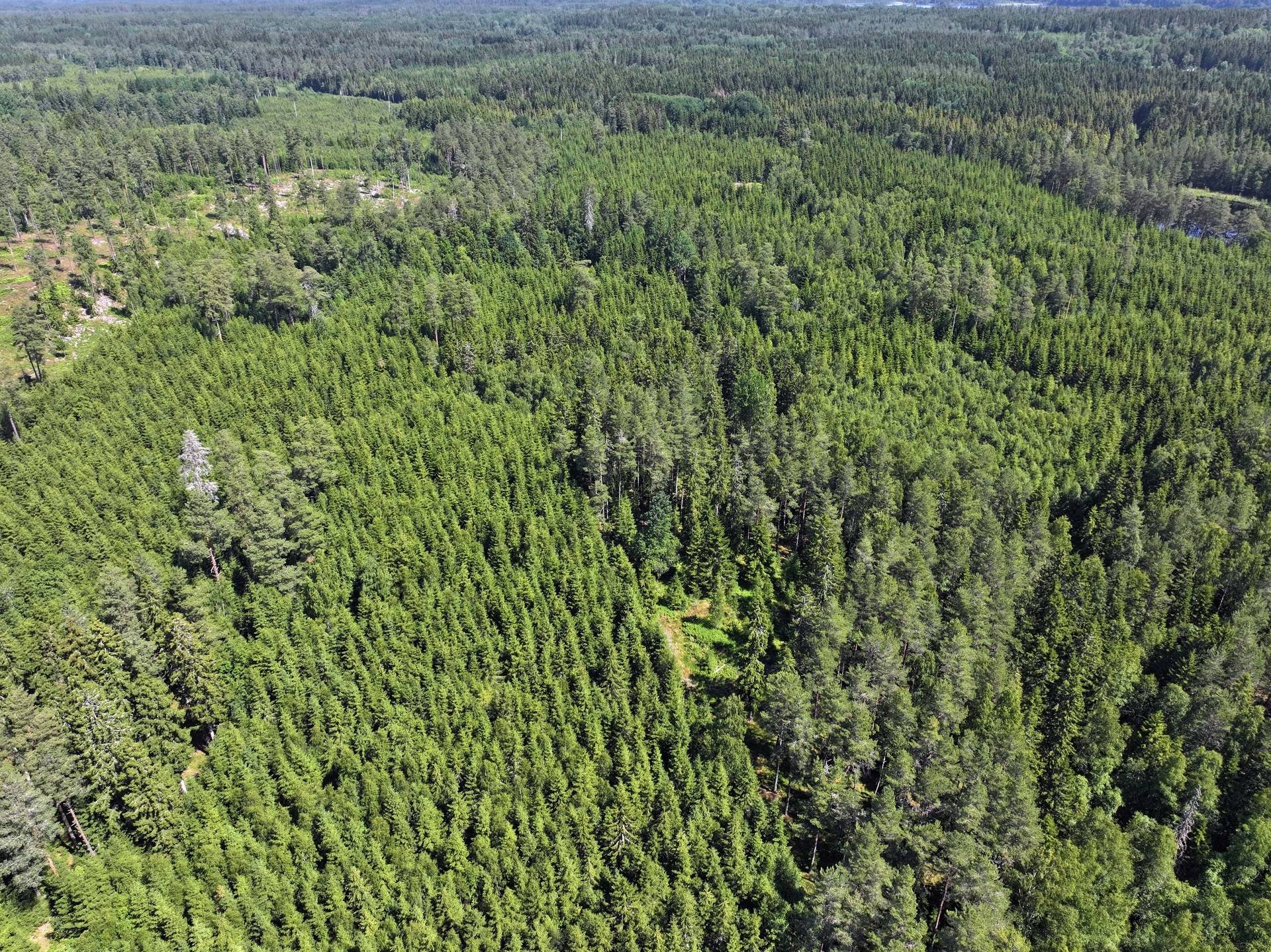 Gård/skog på Trehörna Fågeltorp 1 Ödeshögs kommun - bild 5