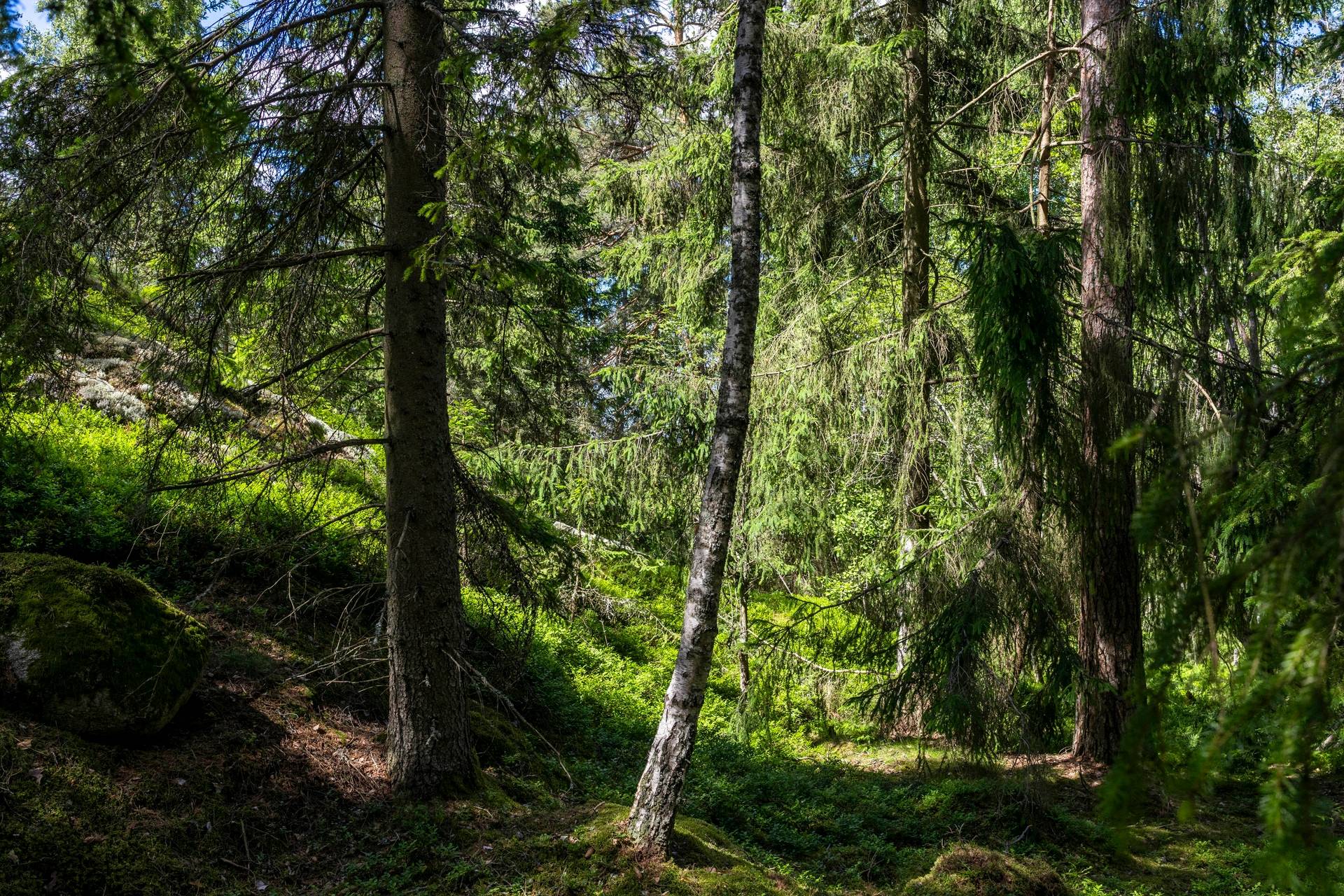 Gård/skog på SÖDERTÄLJE YTTERJÄRNA-NIBBLE 1:6 Järna/Nibble Södertälje kommun - bild 9