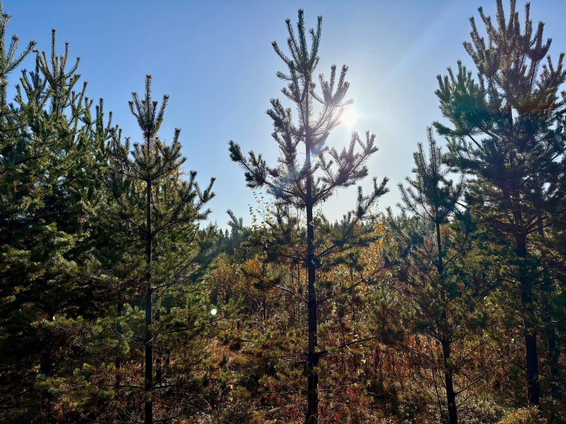 Gård/skog på Holmträsk 40 Örnsköldsviks kommun - bild 35