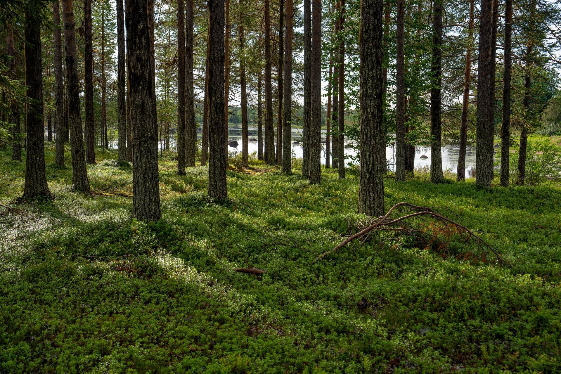 Gård/skog på Talludden - Sandsele 2:59 Sorsele kommun - bild 3