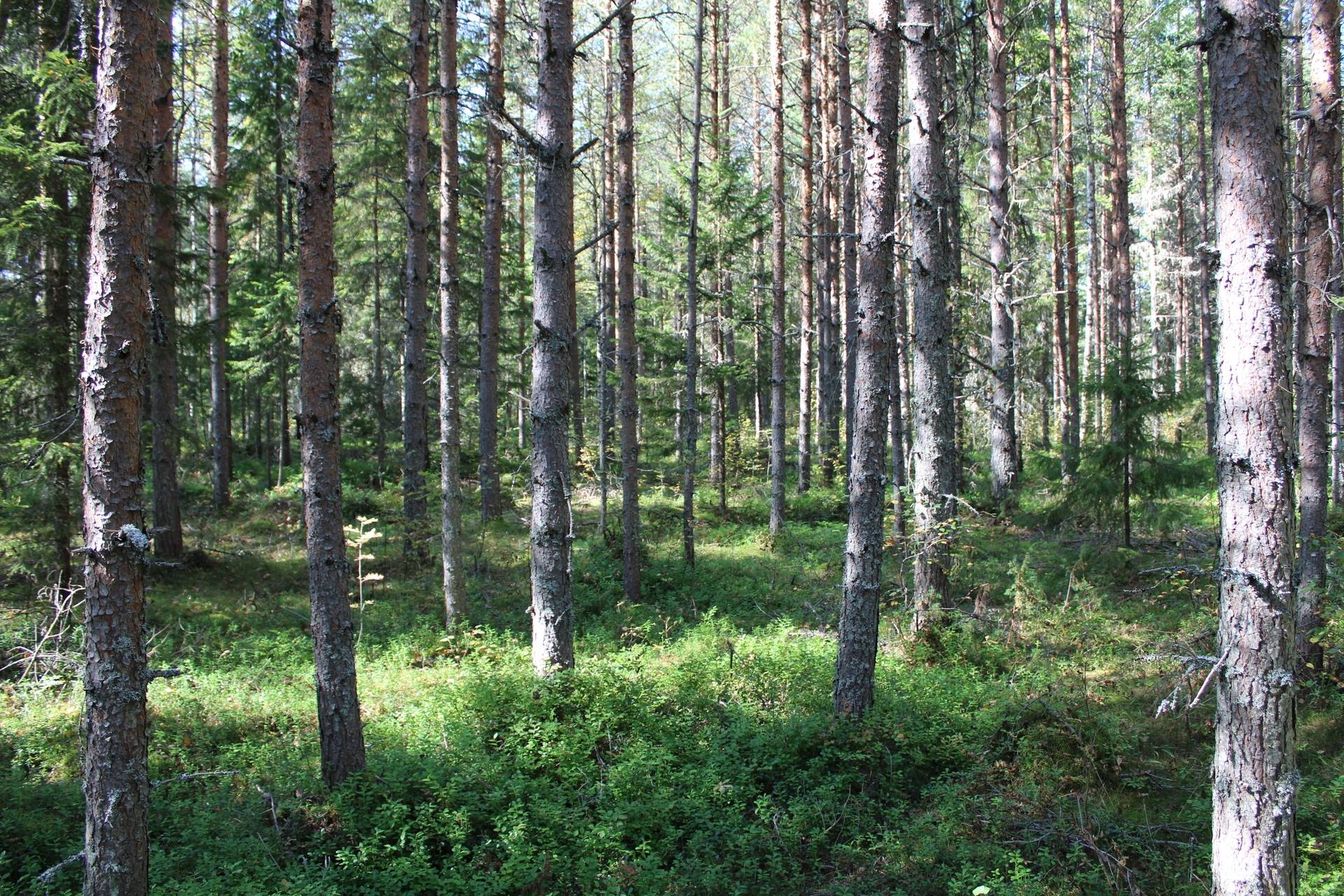 Gård med jordbruk på Sikeå Robertsfors kommun - bild 14