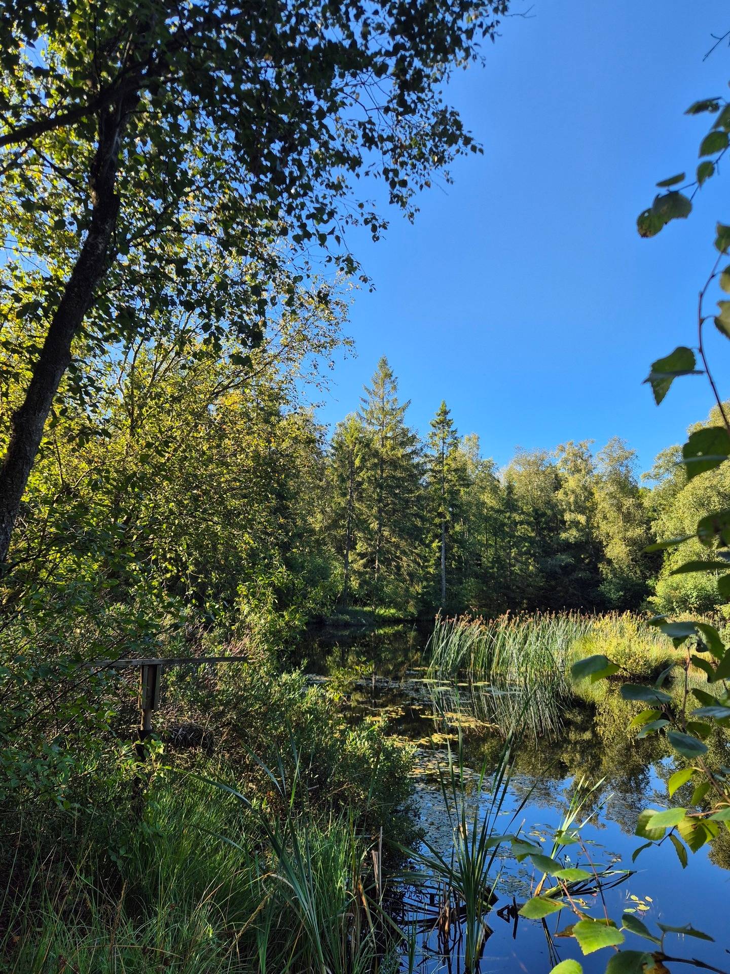 Gård/skog på Riseberga-Kroken 1:3 Klippans kommun - bild 10