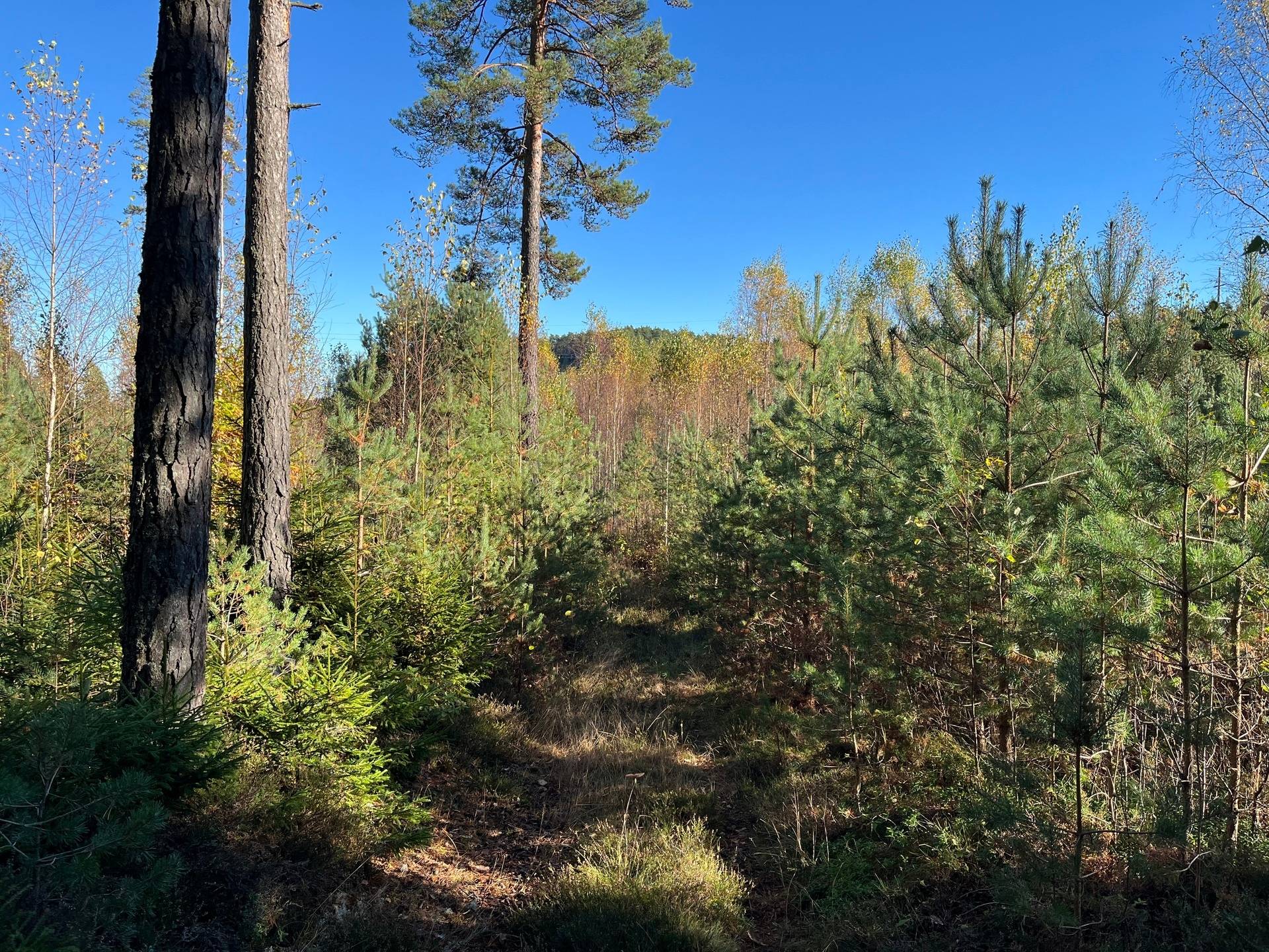Gård med skogsbruk på Gilltorp 1:11 Skee Strömstads kommun - bild 9