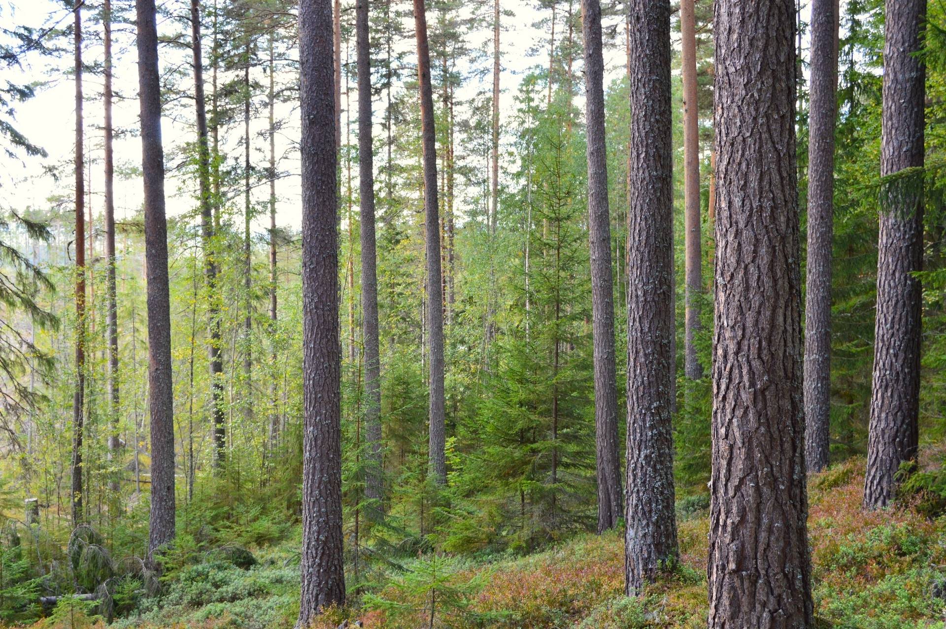 Gård med skogsbruk på Vällgården Falu kommun - bild 1