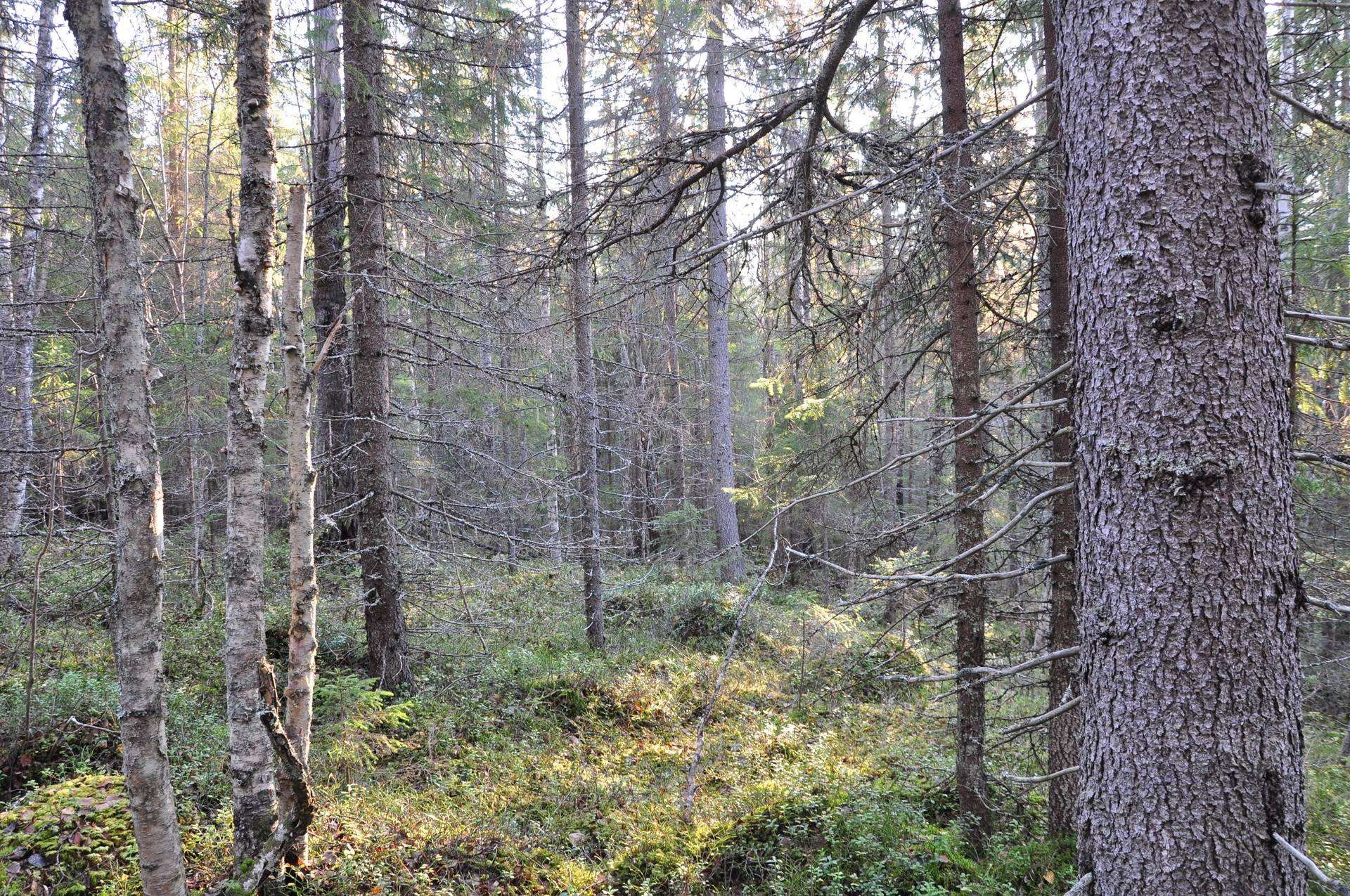 gård/skog på Sunderbyn Södra Sunderbyn, Luleå kommun - bild 2