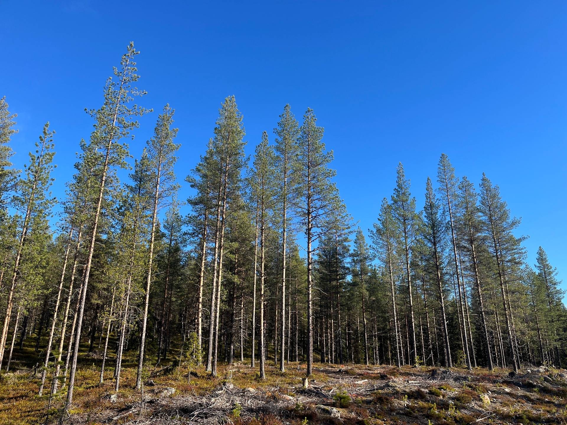Gård/skog Malå Malå kommun - bild 2