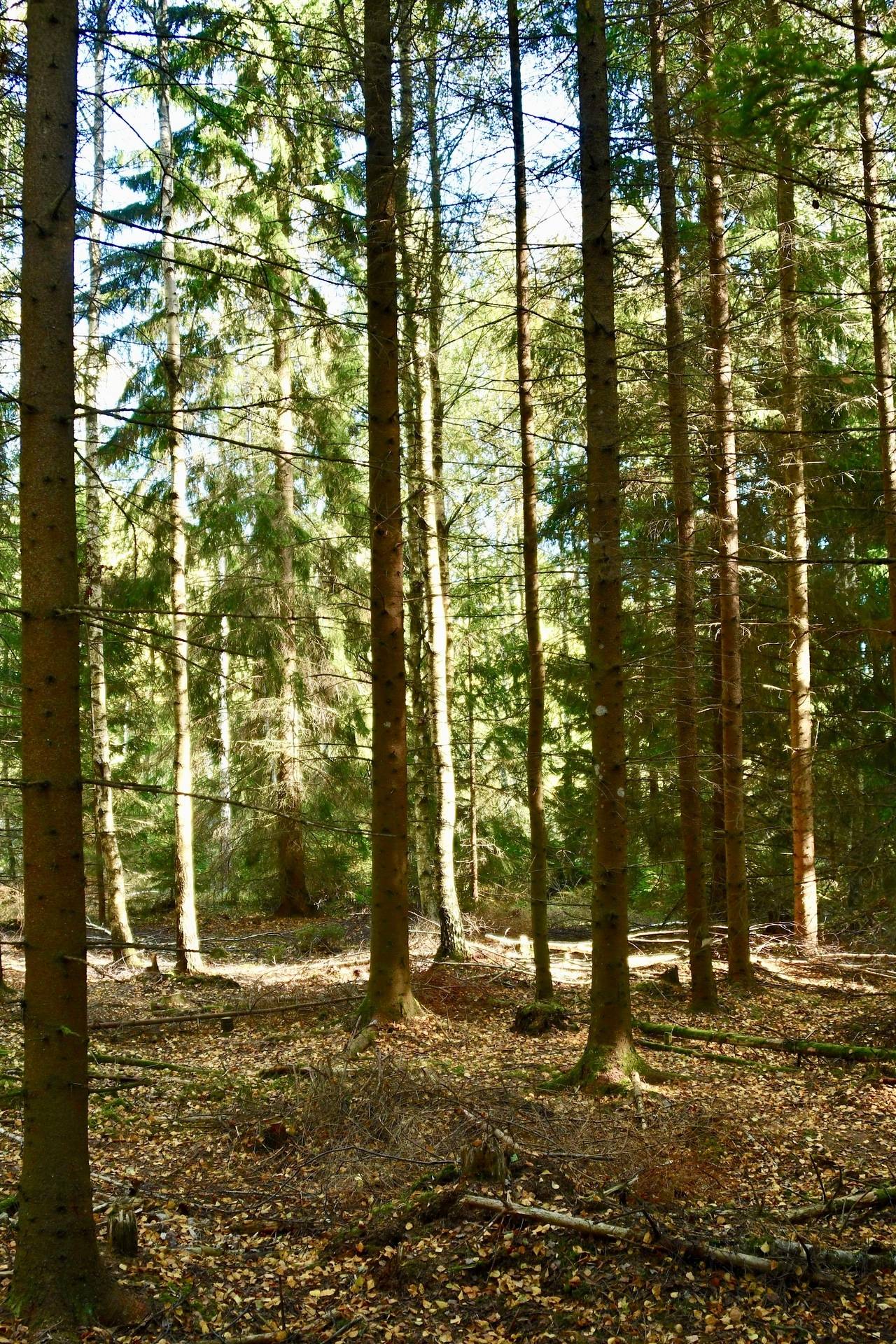 Gård med skogsbruk Binneberg Skövde kommun - bild 23