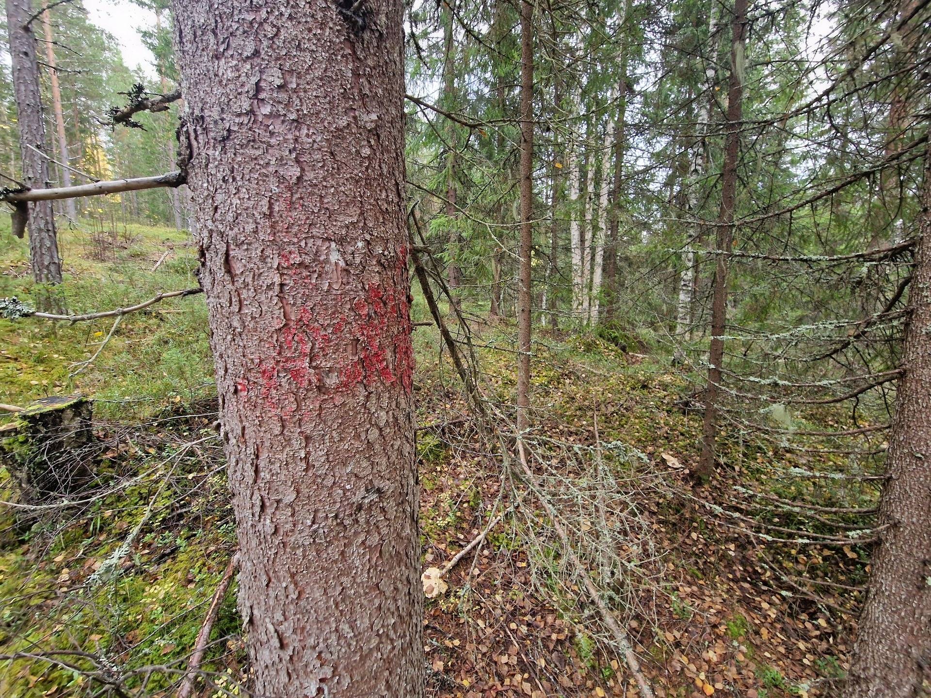 Gård med skogsbruk på BRÄCKE LUND 2:113 & 2:83 Sörbygden Bräcke kommun - bild 3