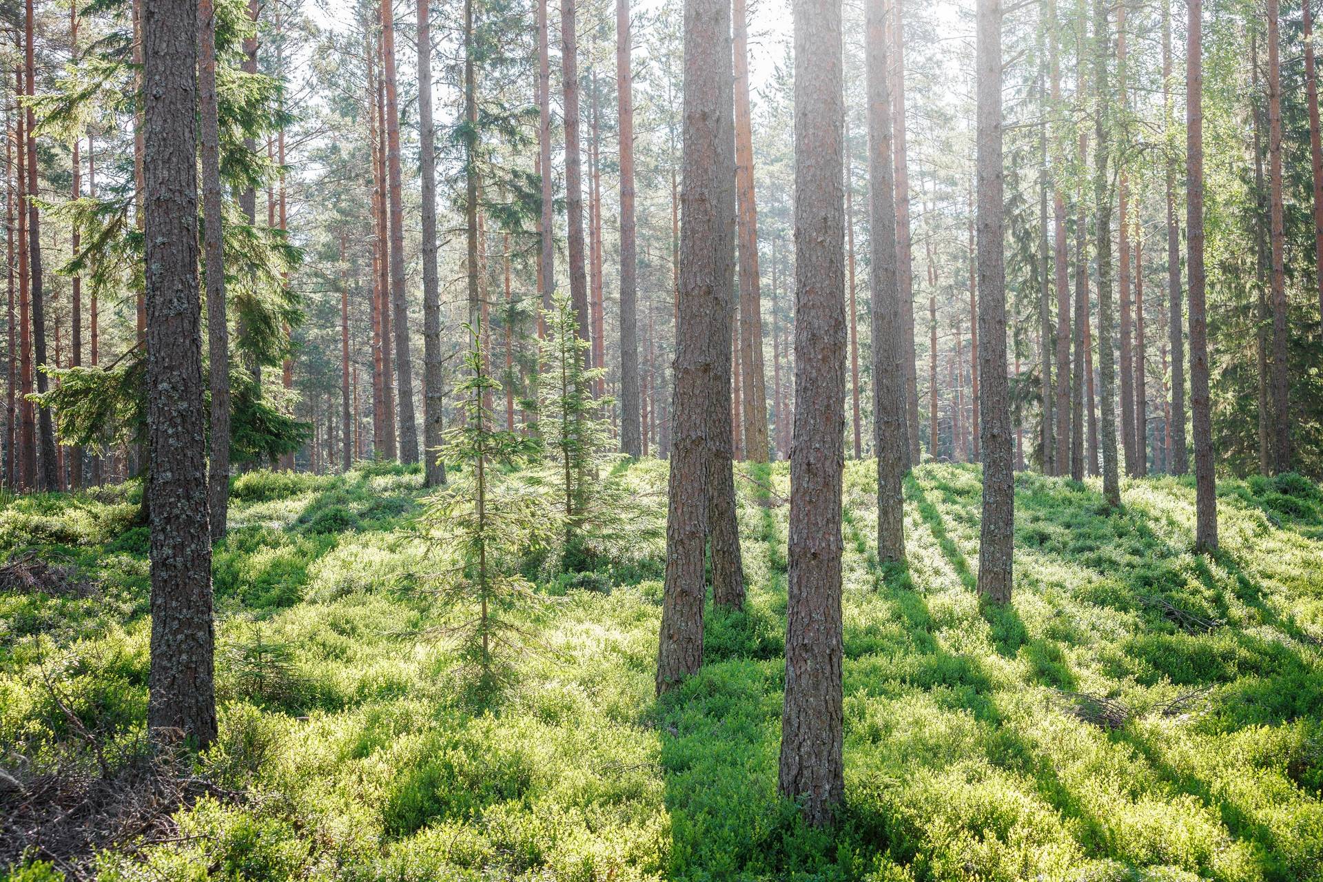 Gård med skogsbruk på Starrike Vaggeryds kommun - bild 22