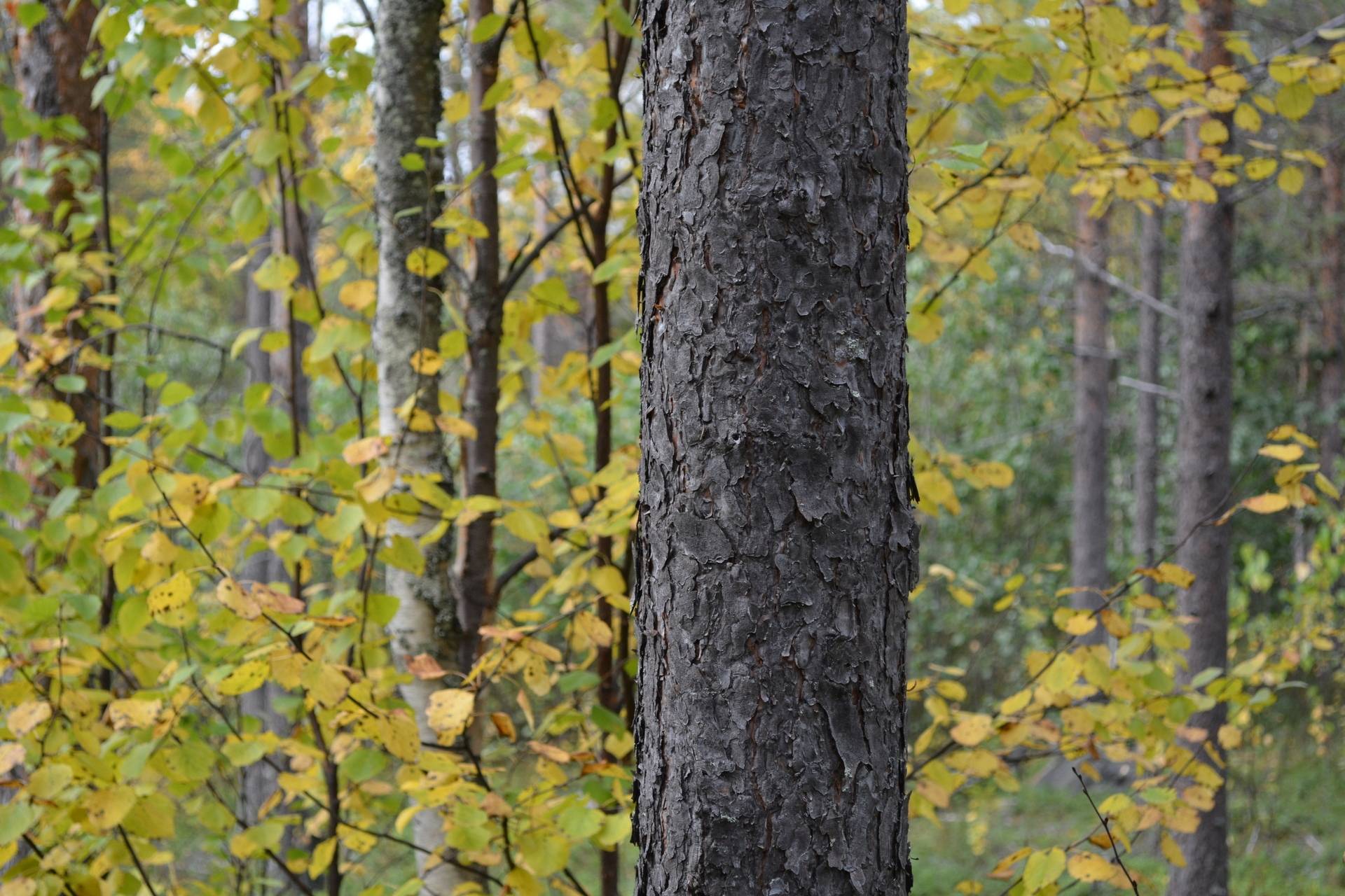 Gård/skog på Hirvijärvi Övertorneå kommun - bild 5
