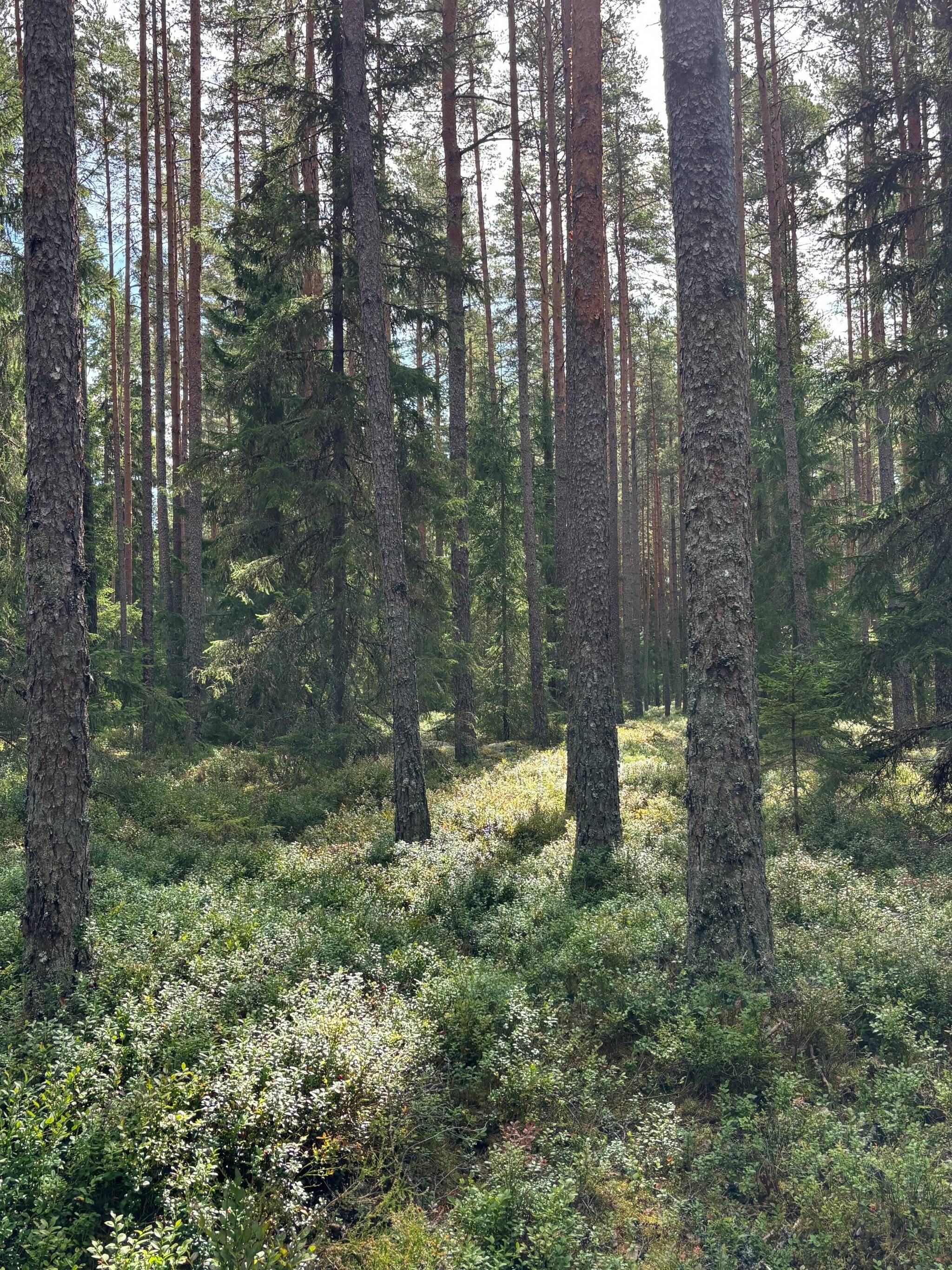 6 rum Gård med jordbruk på Nedre mellangård 1 Skillingaryd Vaggeryds kommun - bild 37