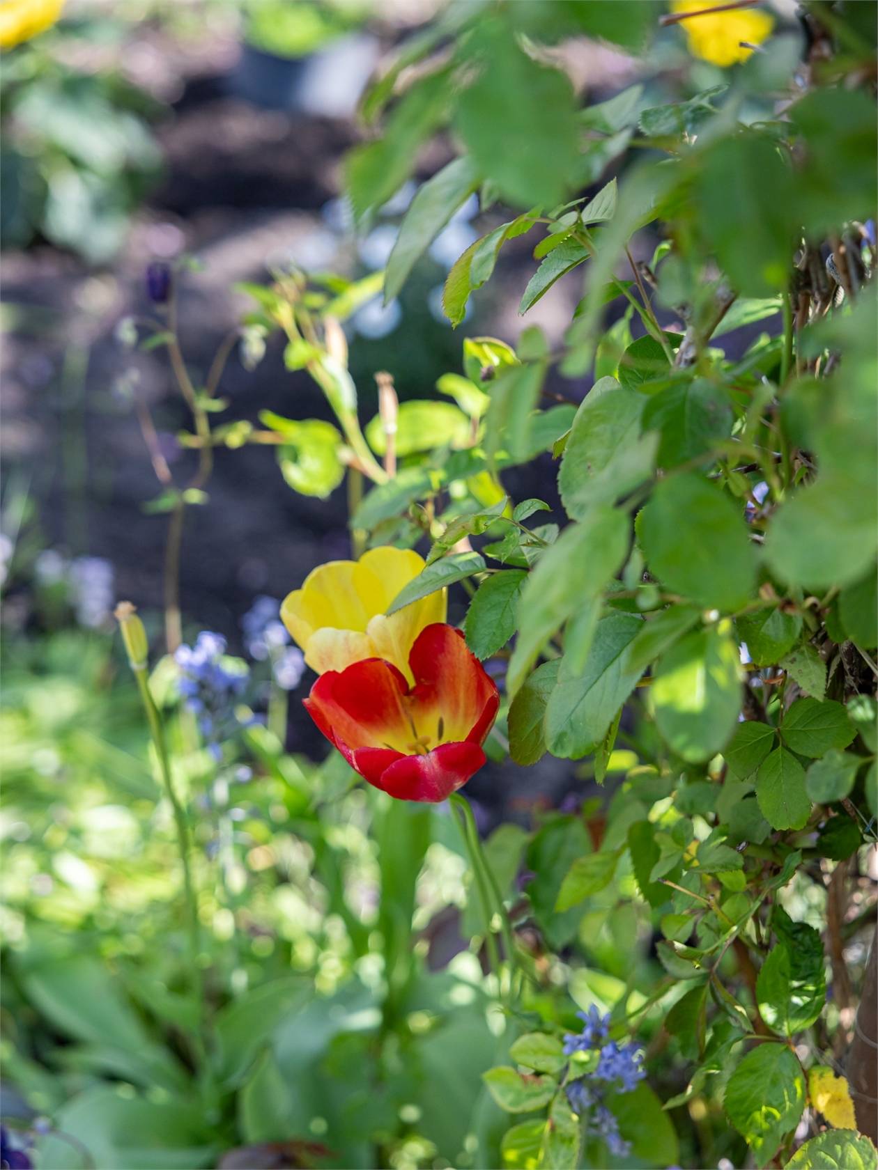 1 rum Fritidshus på Folkparksvägen 23, Västra sommarstaden nr 14 Väster Lunds kommun - bild 31