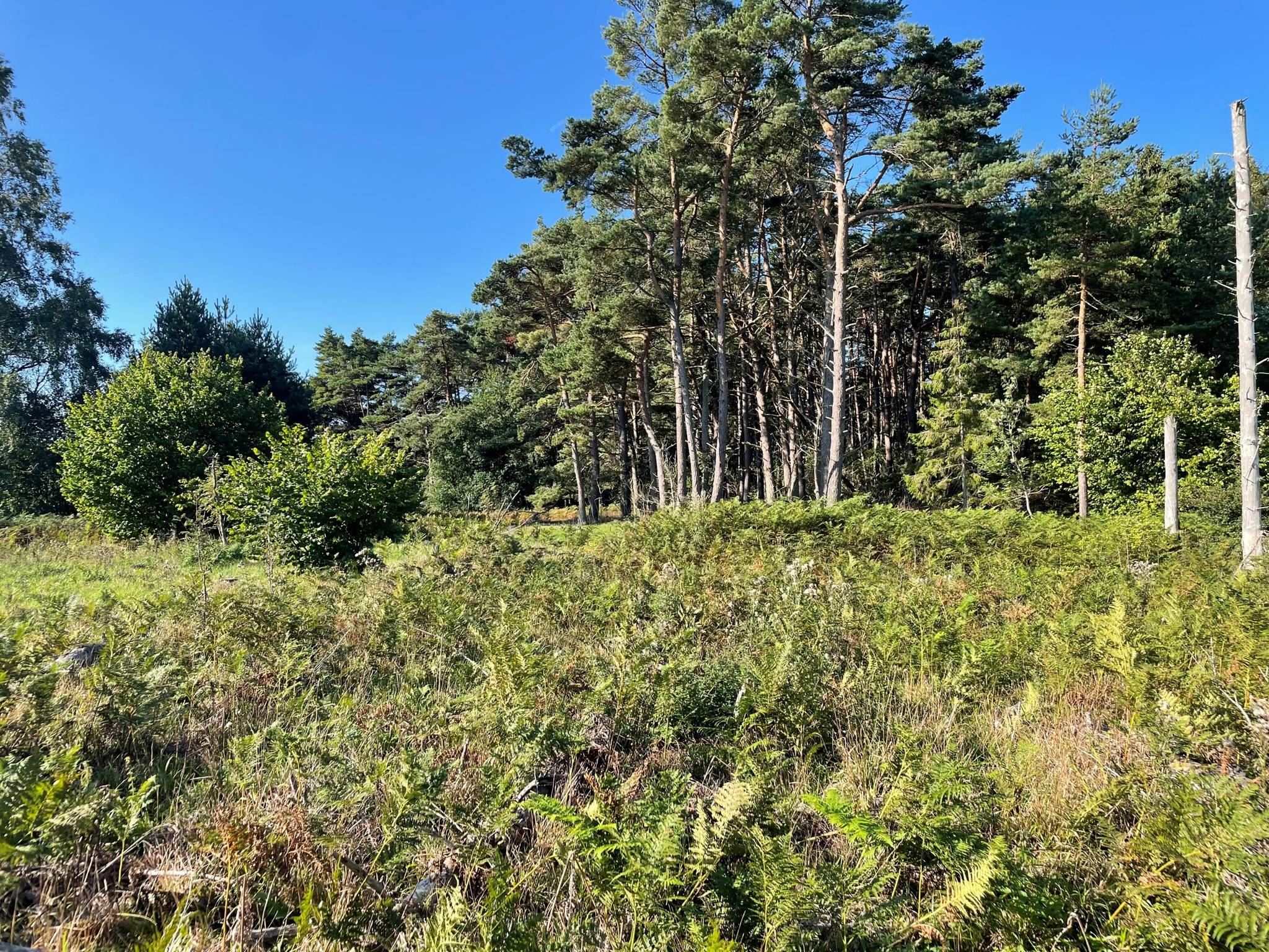 Tomt på Sundre Sundre - Södra Gotland Gotlands kommun - bild 4
