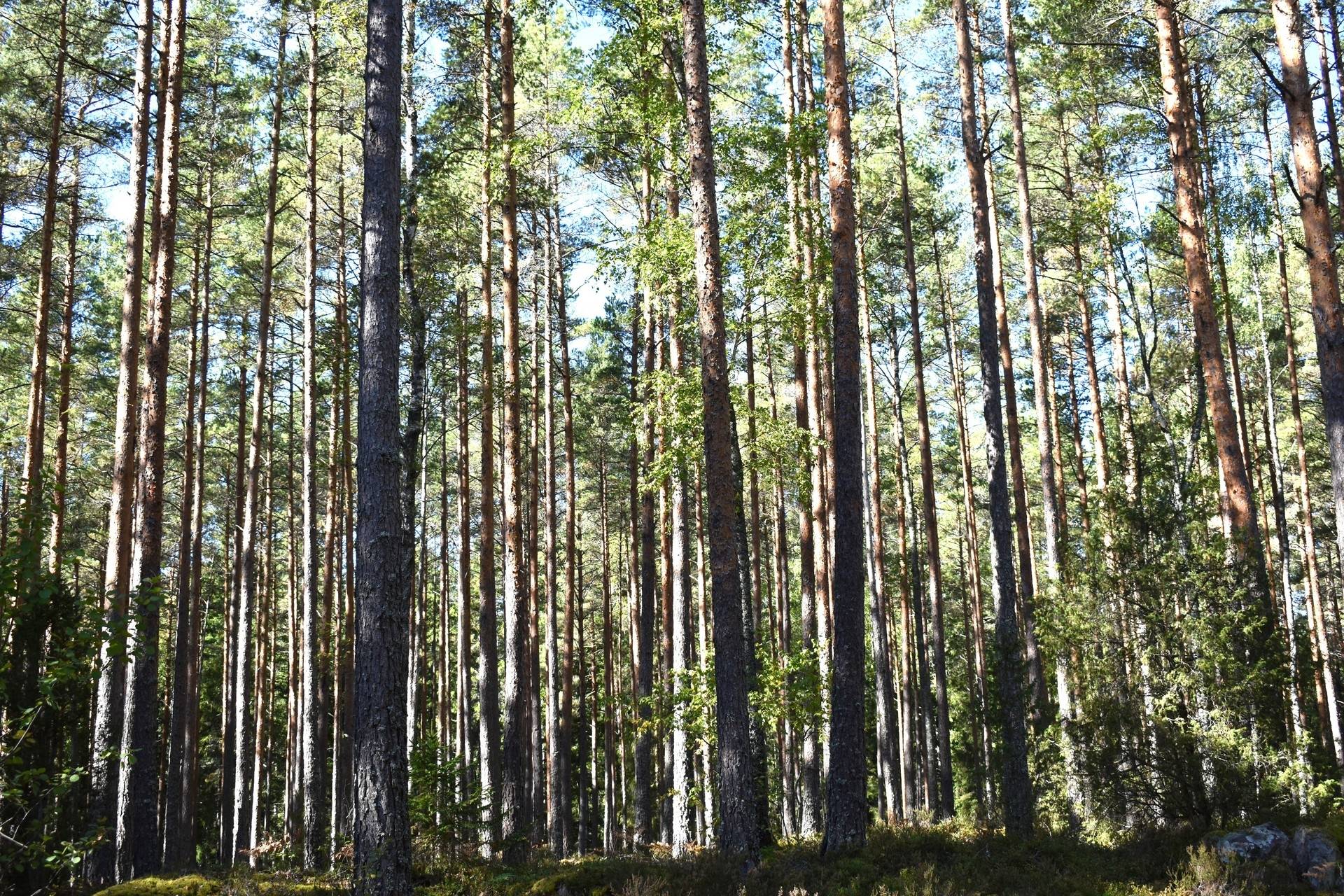 Gård med jordbruk på Brixslät 122 Brixslät Nybro kommun - bild 15