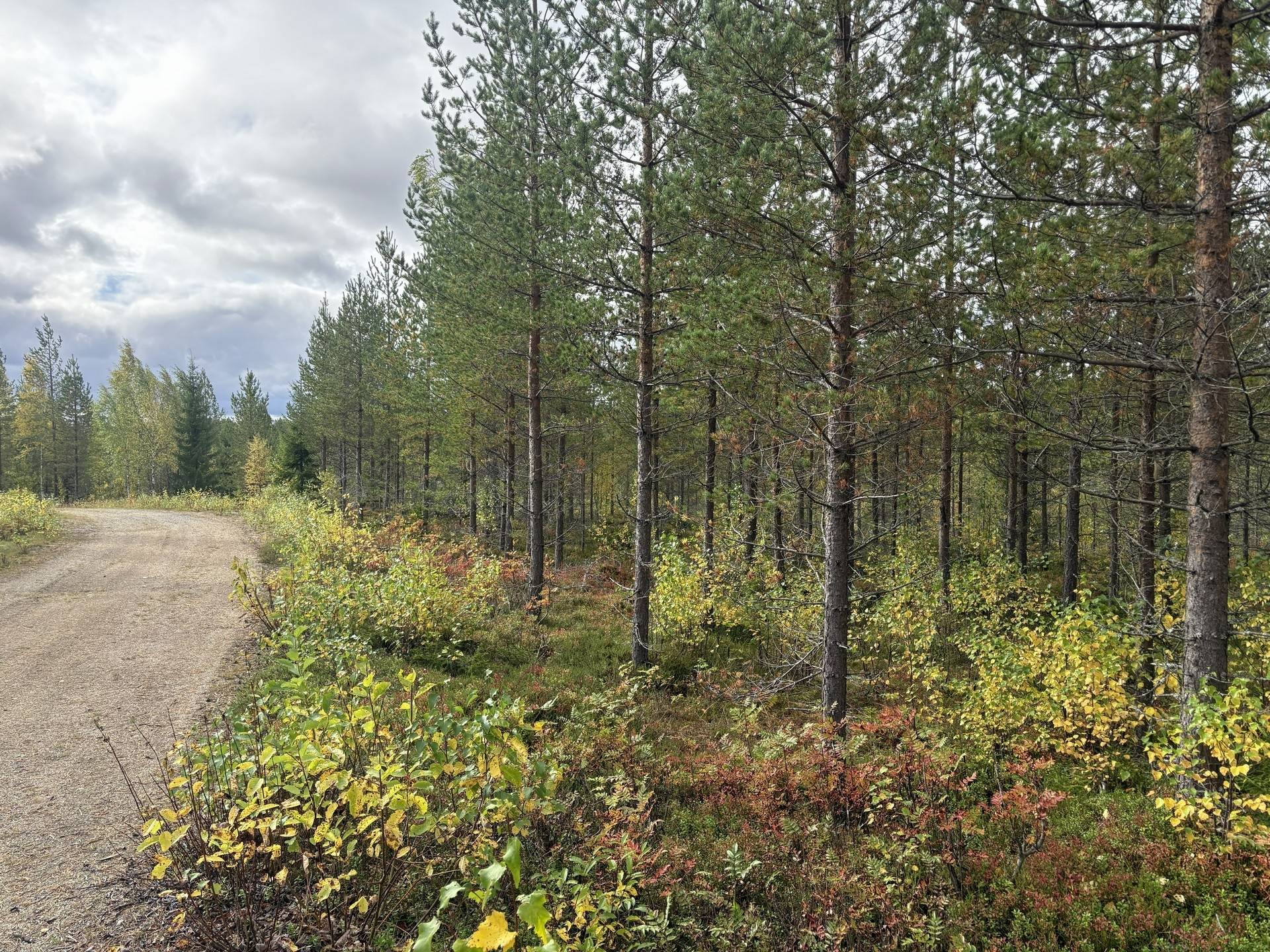 Gård/skog på Brattsbacka Nordmalings kommun - bild 7