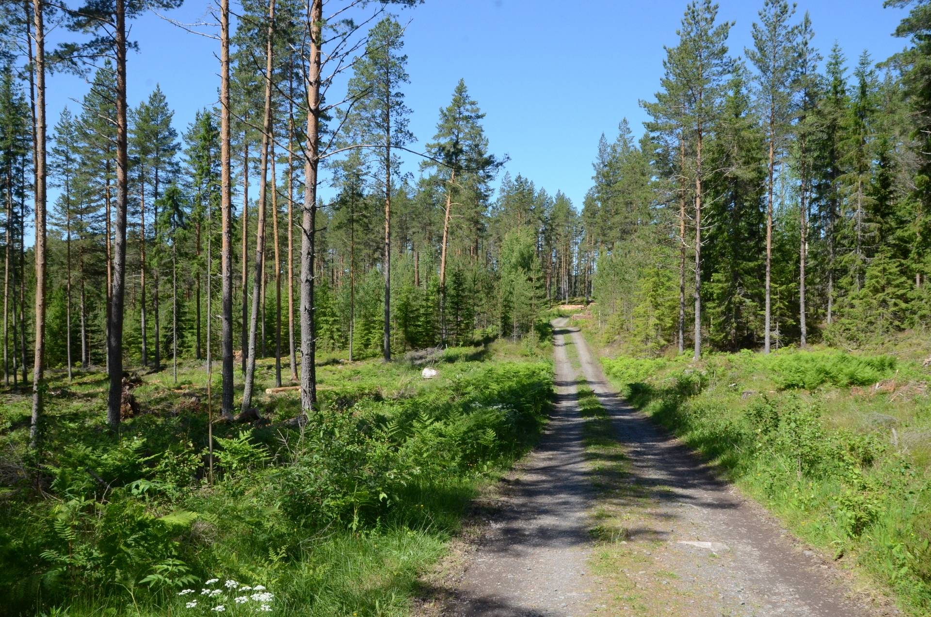 Gård med skogsbruk på Fjäkelmyra Borlänge kommun - bild 2