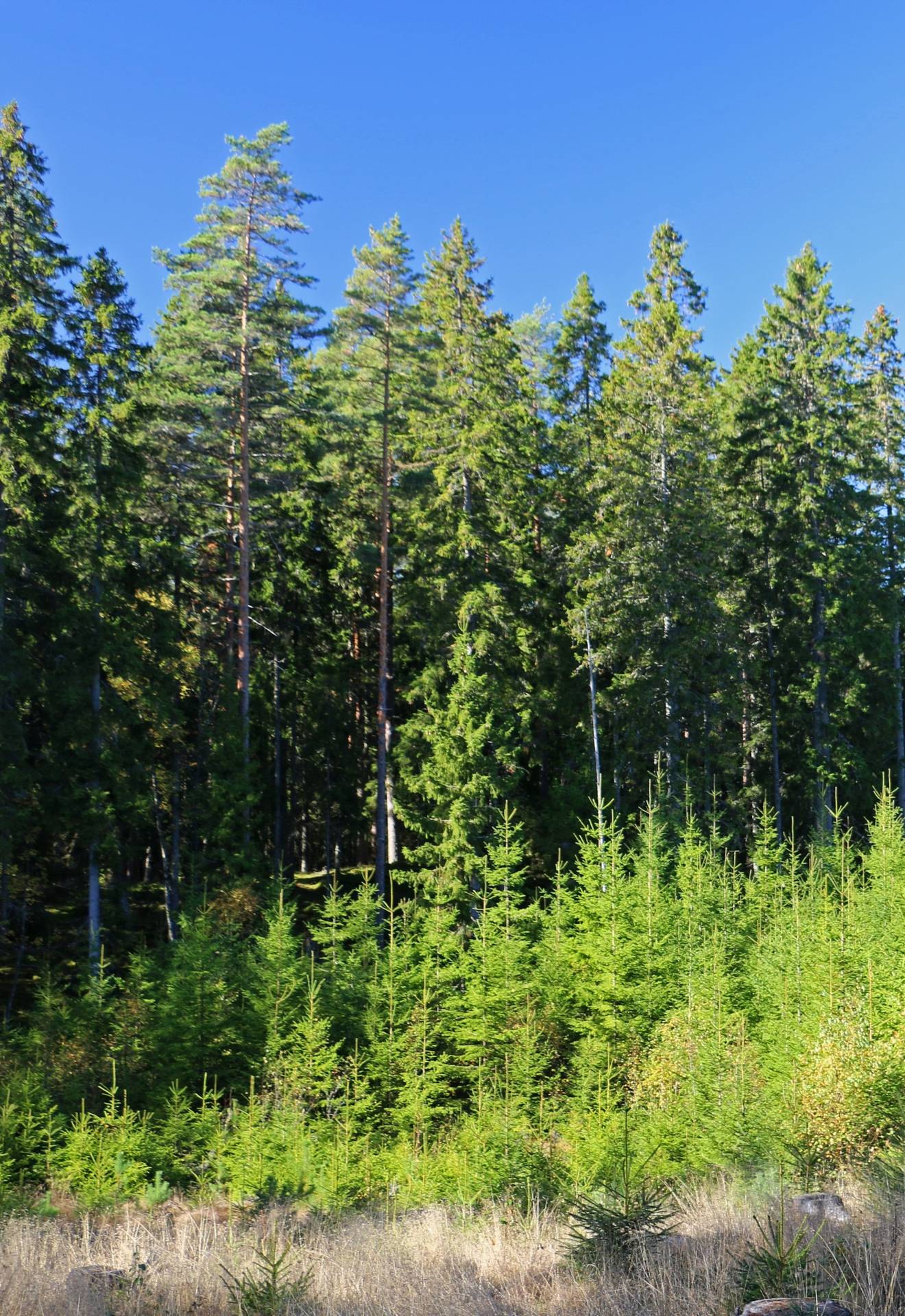 Gård med jordbruk på Älmekulla Ydre kommun - bild 12