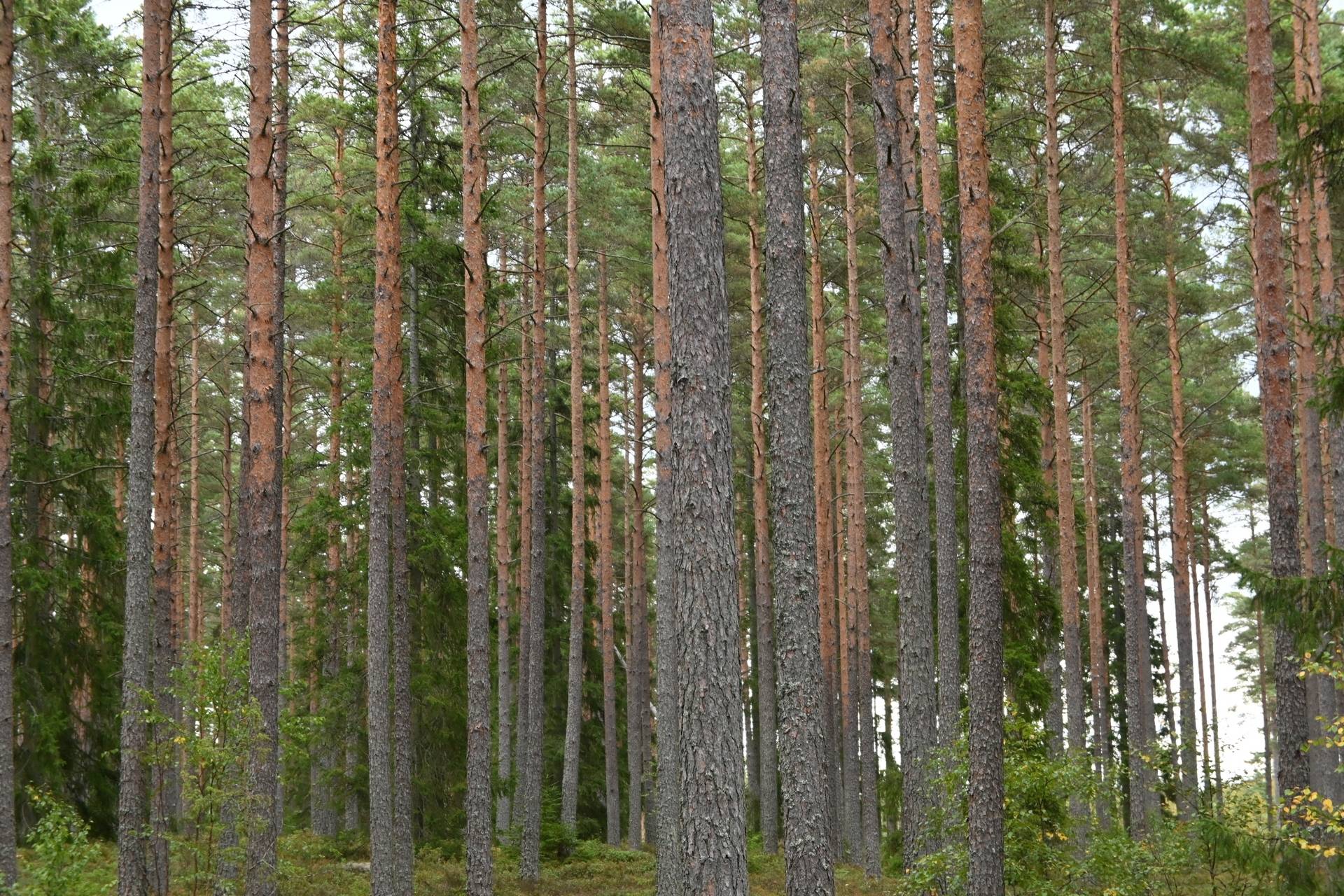 gård med skogsbruk på EMMABODA MÅNSAMÅLA 2:27 Eriksmåla, Emmaboda kommun - bild 2