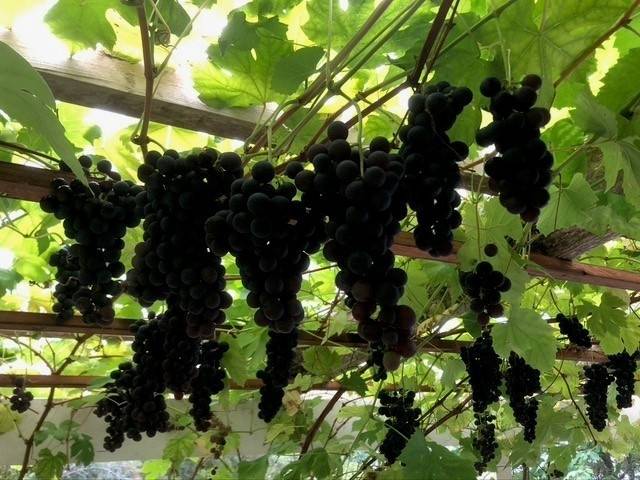 6 rum Villa på Getudden 6 Färingsö Sånga Ekerö kommun - bild 19