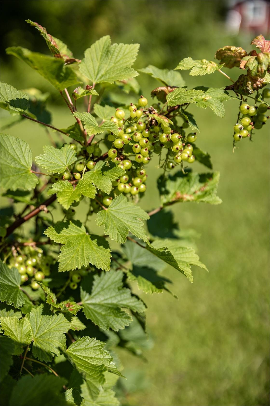 5 rum Villa på Enbärsvägen 14 Treabackarna Säffle kommun - bild 47