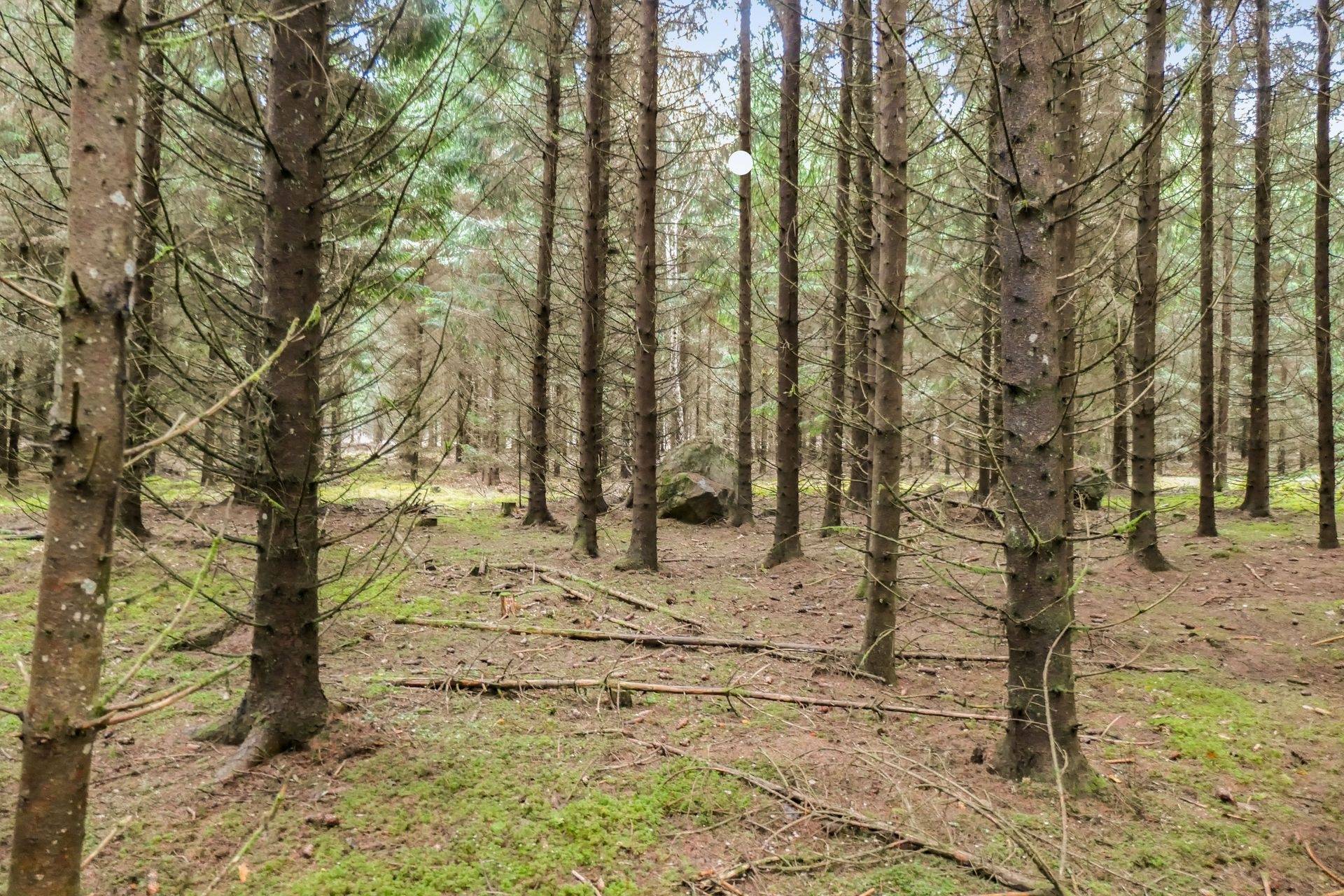 Gård/skog på 56 ha skogsmark med bra bonitet utanför Floby Falköpings kommun - bild 8