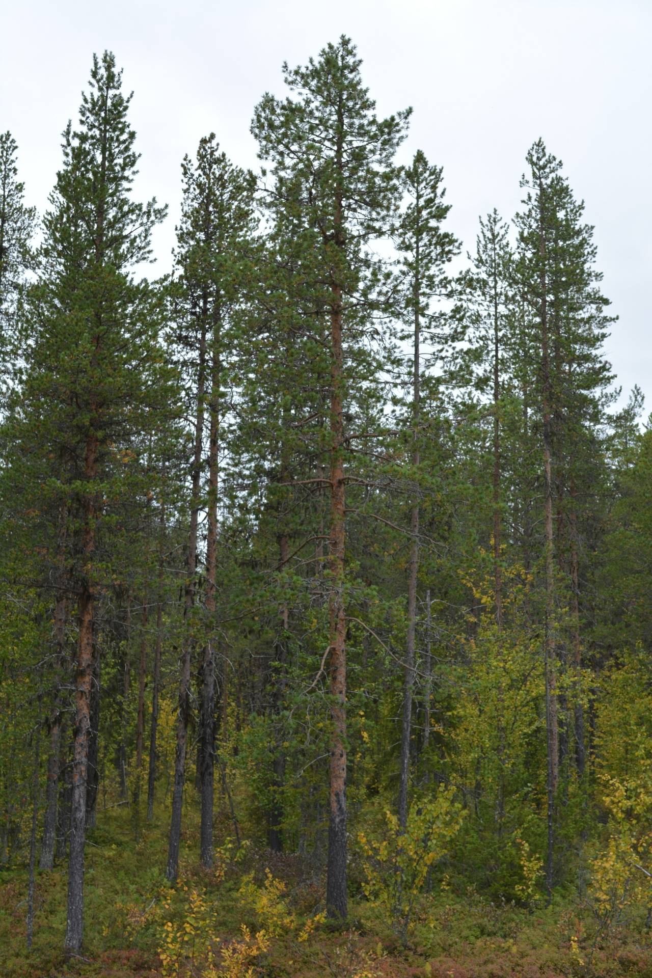 Gård med skogsbruk på Sadjem Gällivare kommun - bild 12