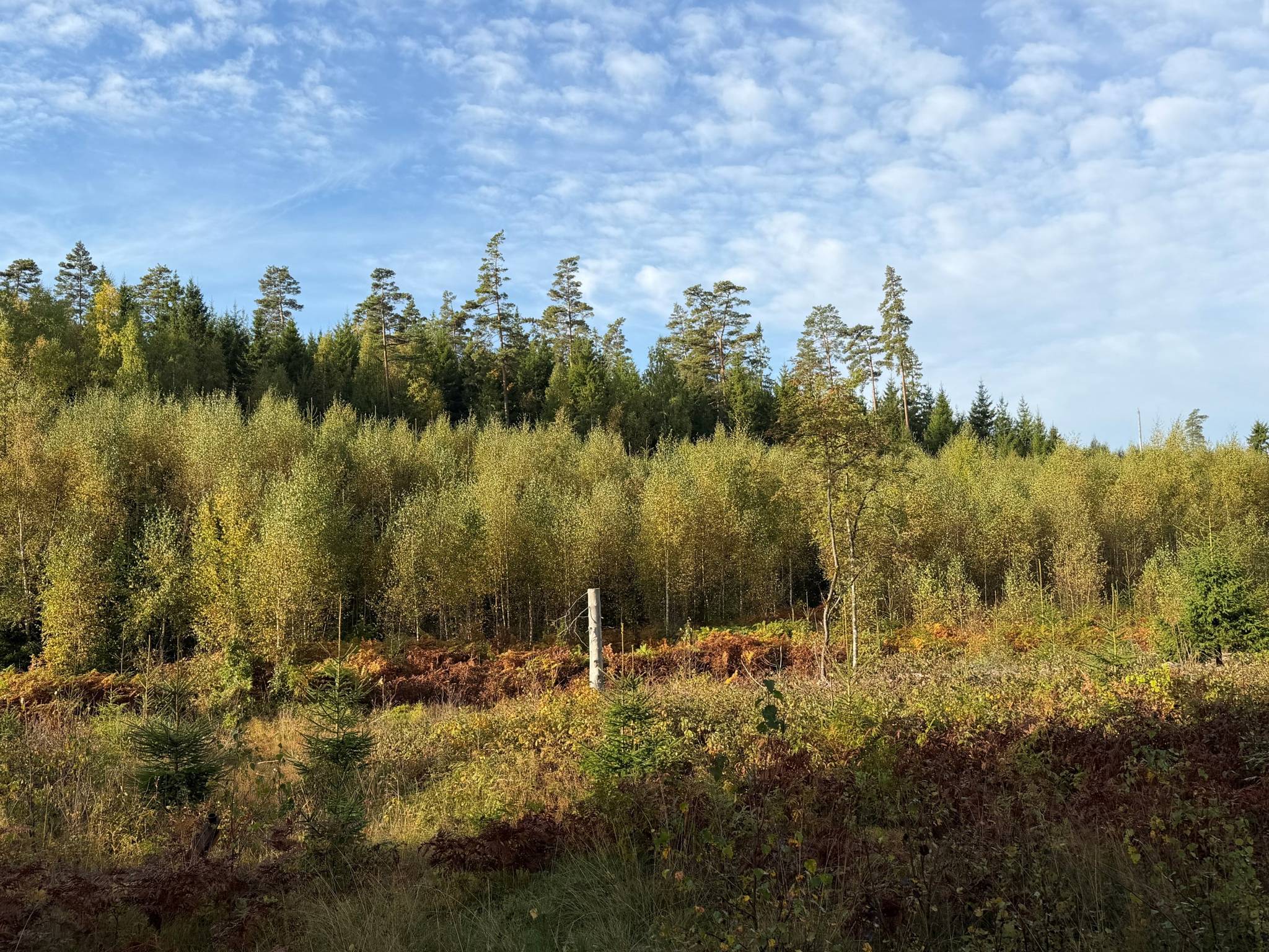 Gård/skog på Del av Hornaryd Hörnegård 2 Braås Växjö kommun - bild 8