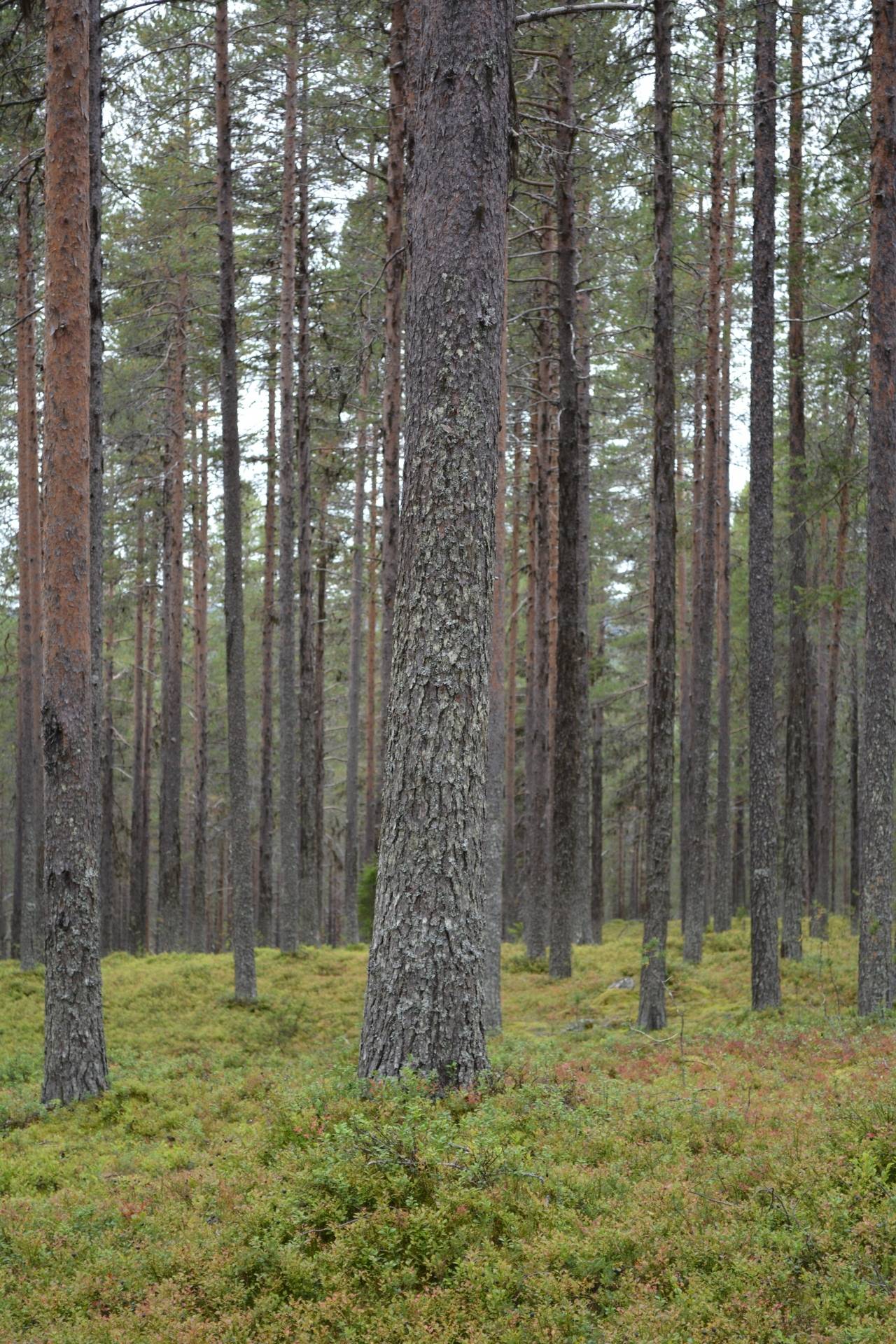 Gård med skogsbruk på Sadjem Gällivare kommun - bild 13
