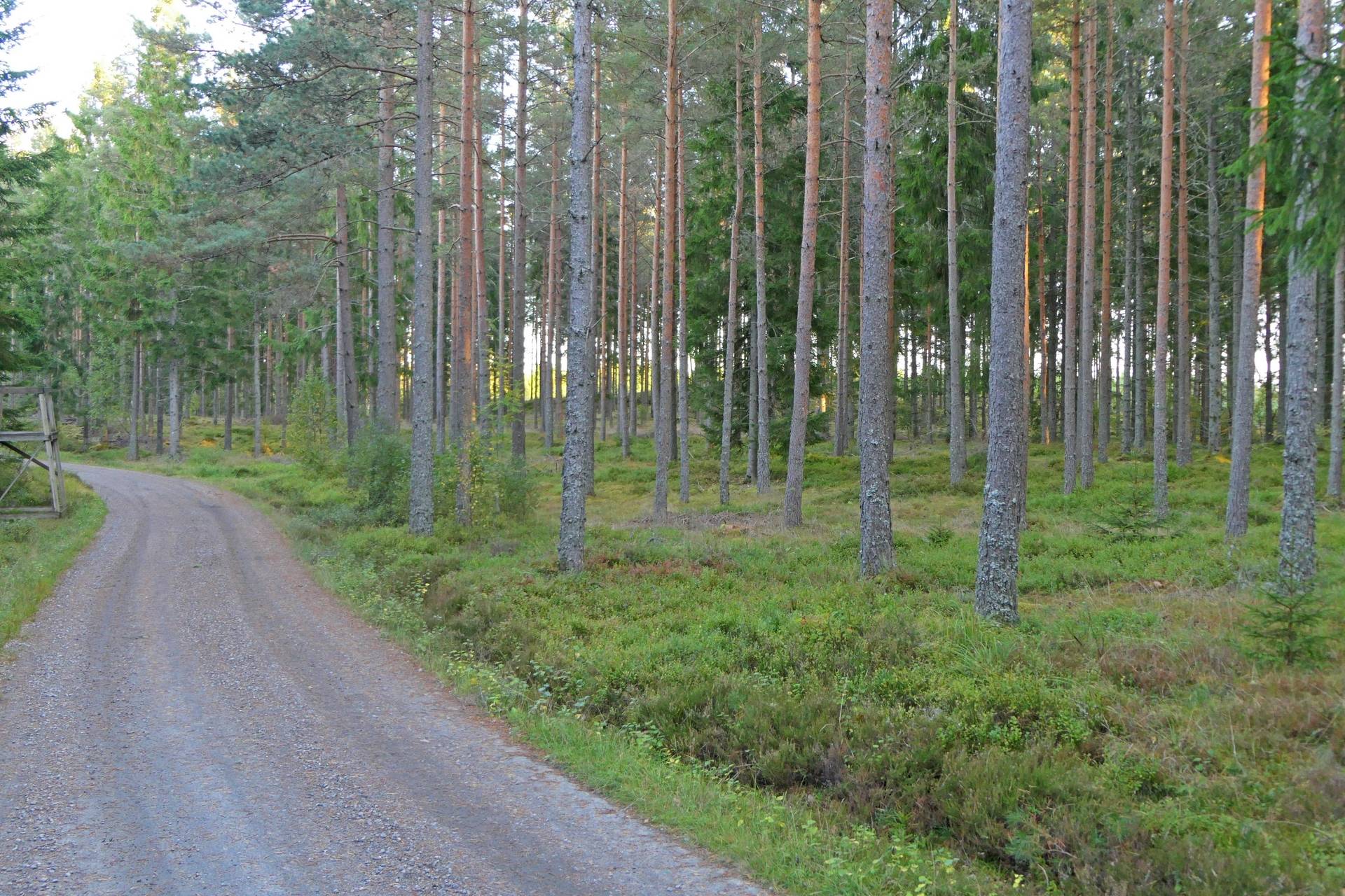 Gård/skog på Högalid Tranemo kommun - bild 1