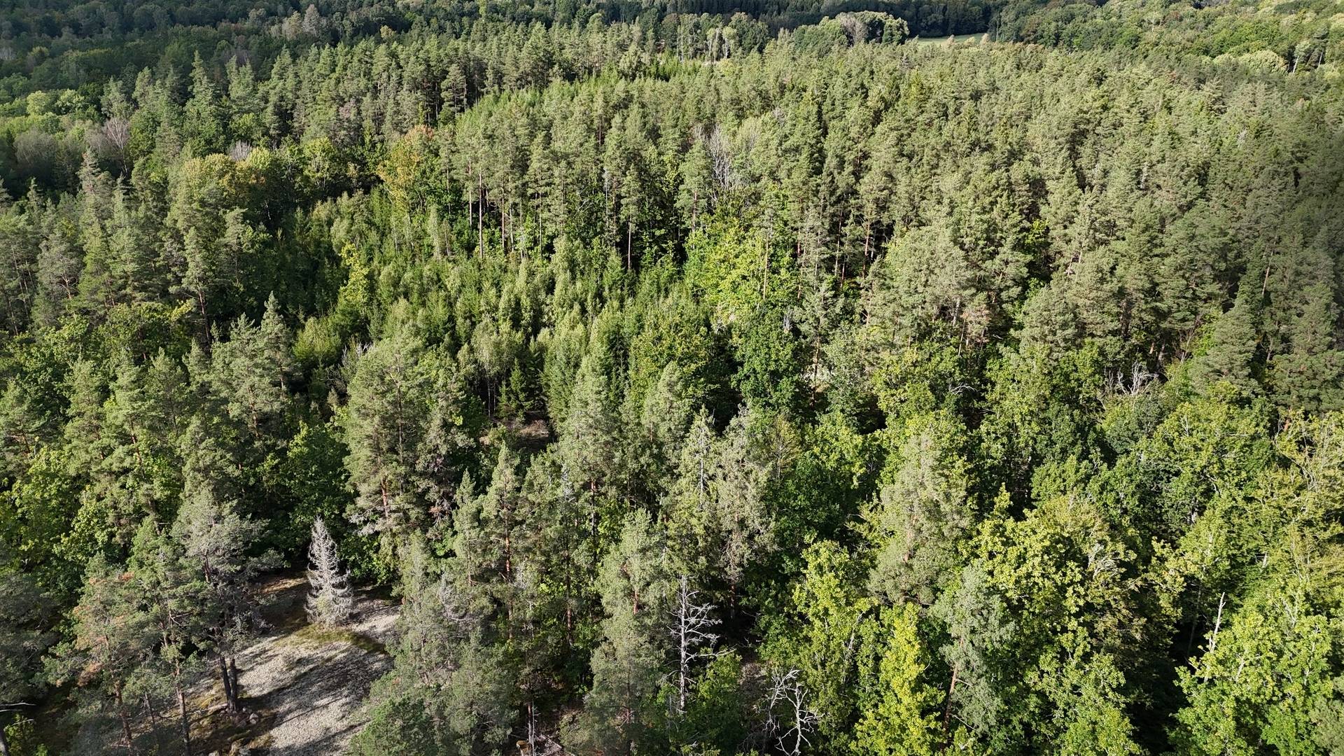Gård med skogsbruk på Halasjövägen 736-0 Persgärde Karlshamns kommun - bild 19