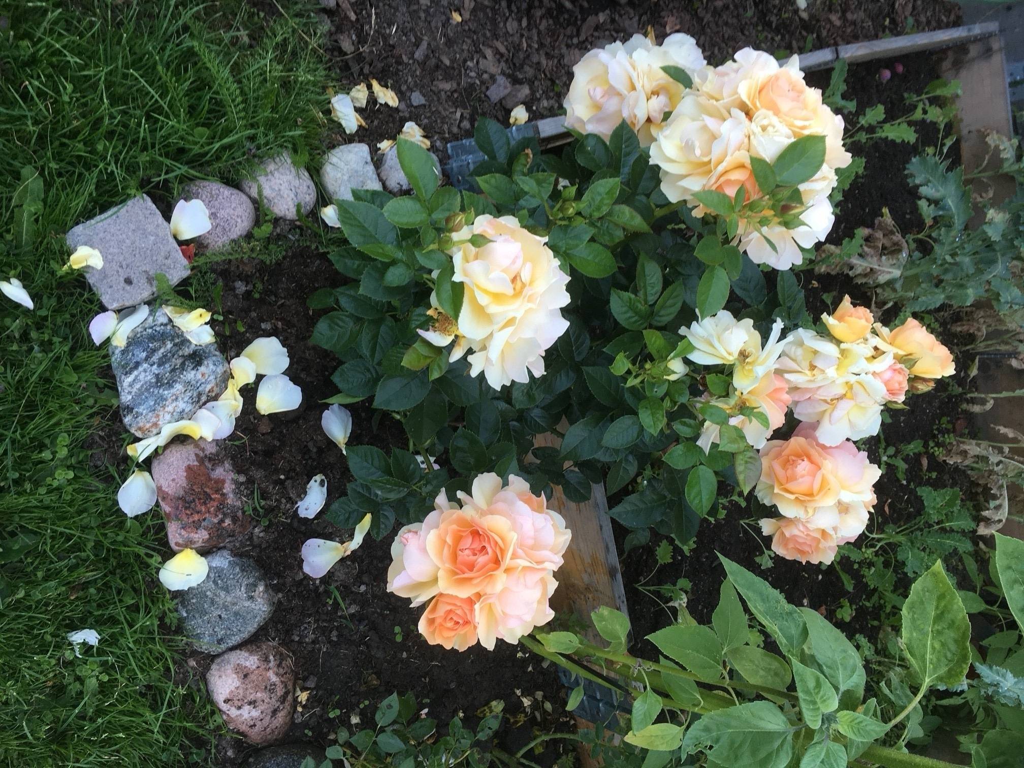 1 rum Fritidshus på Järvavägen 10, Lott 26 Solna kommun - bild 20