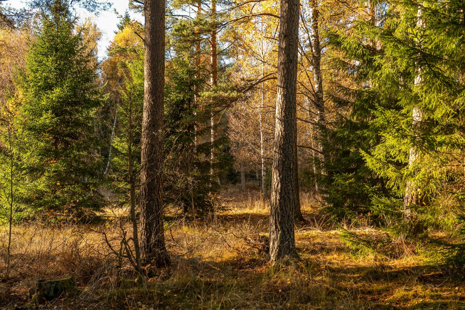 Gård med skogsbruk på Sanda Kristinehamns kommun - bild 26